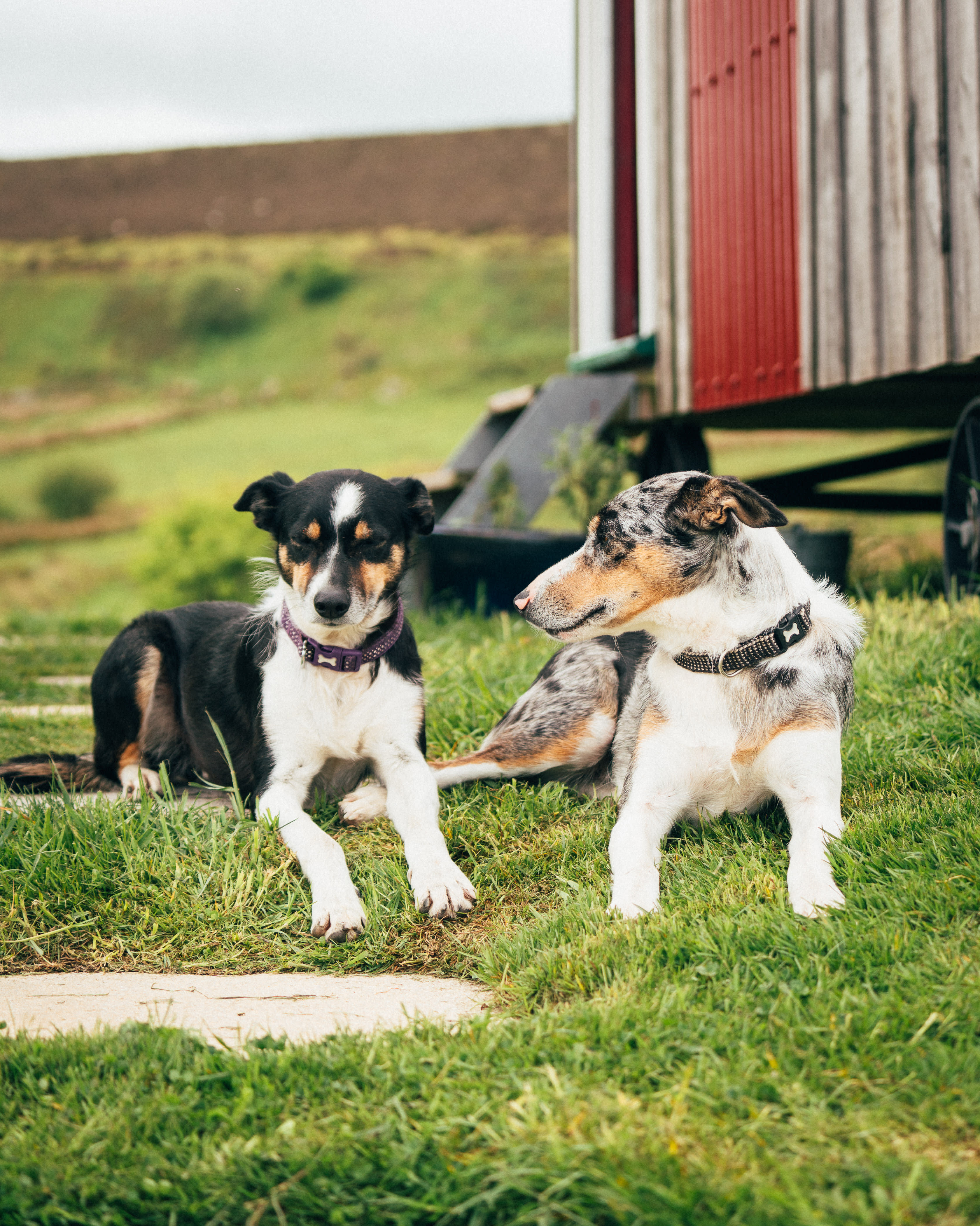 Diddylake Shepherd Huts