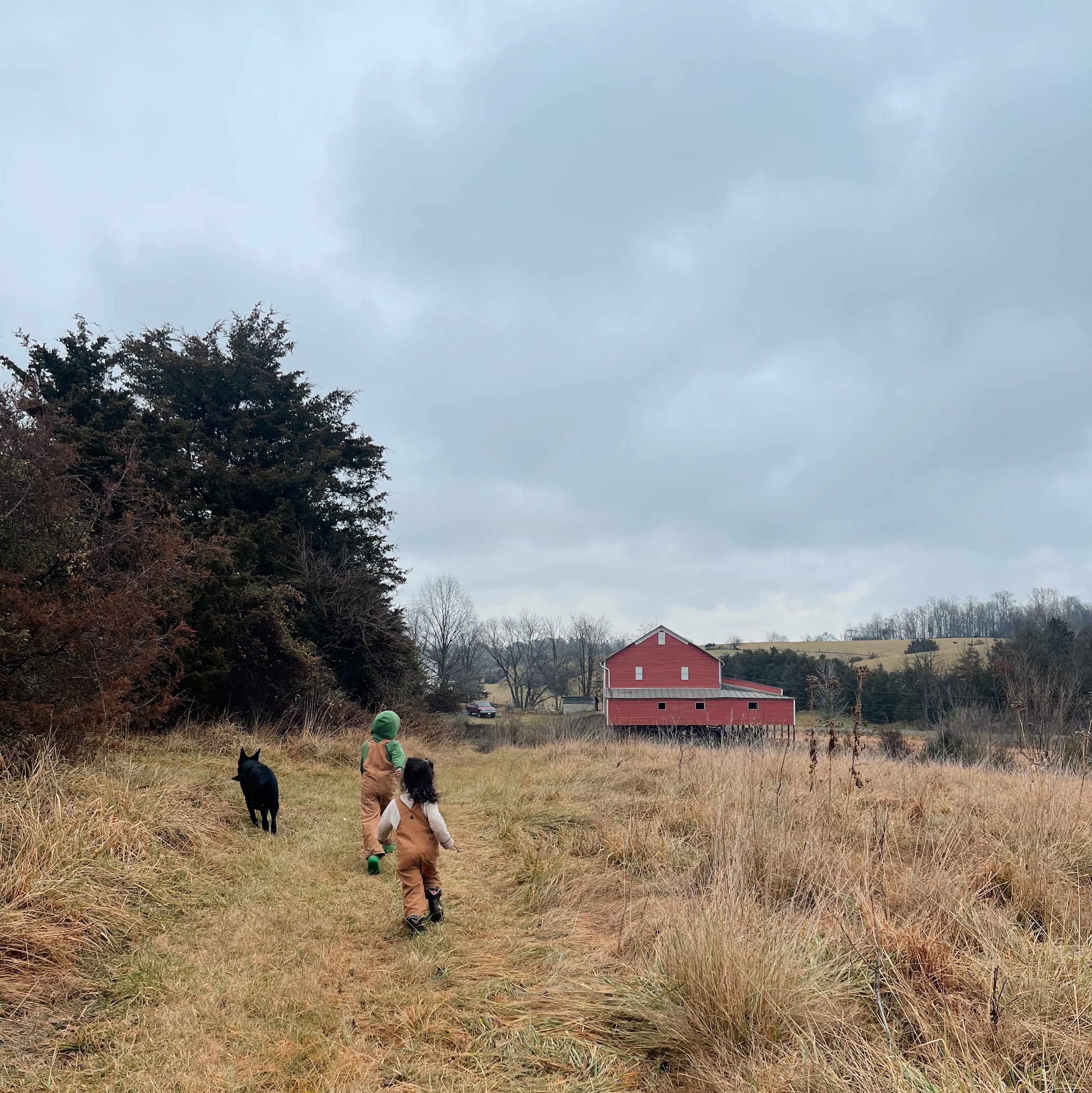 Sunshine and Coffee Farm