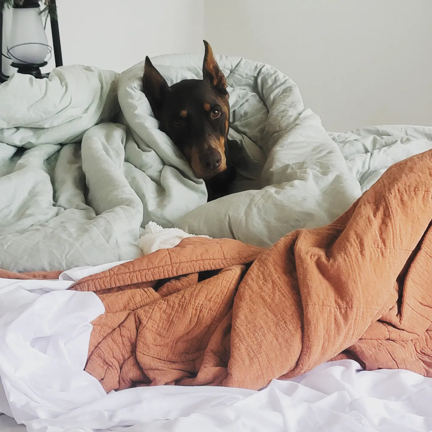 Bring your pups! Big or small we love them all :)