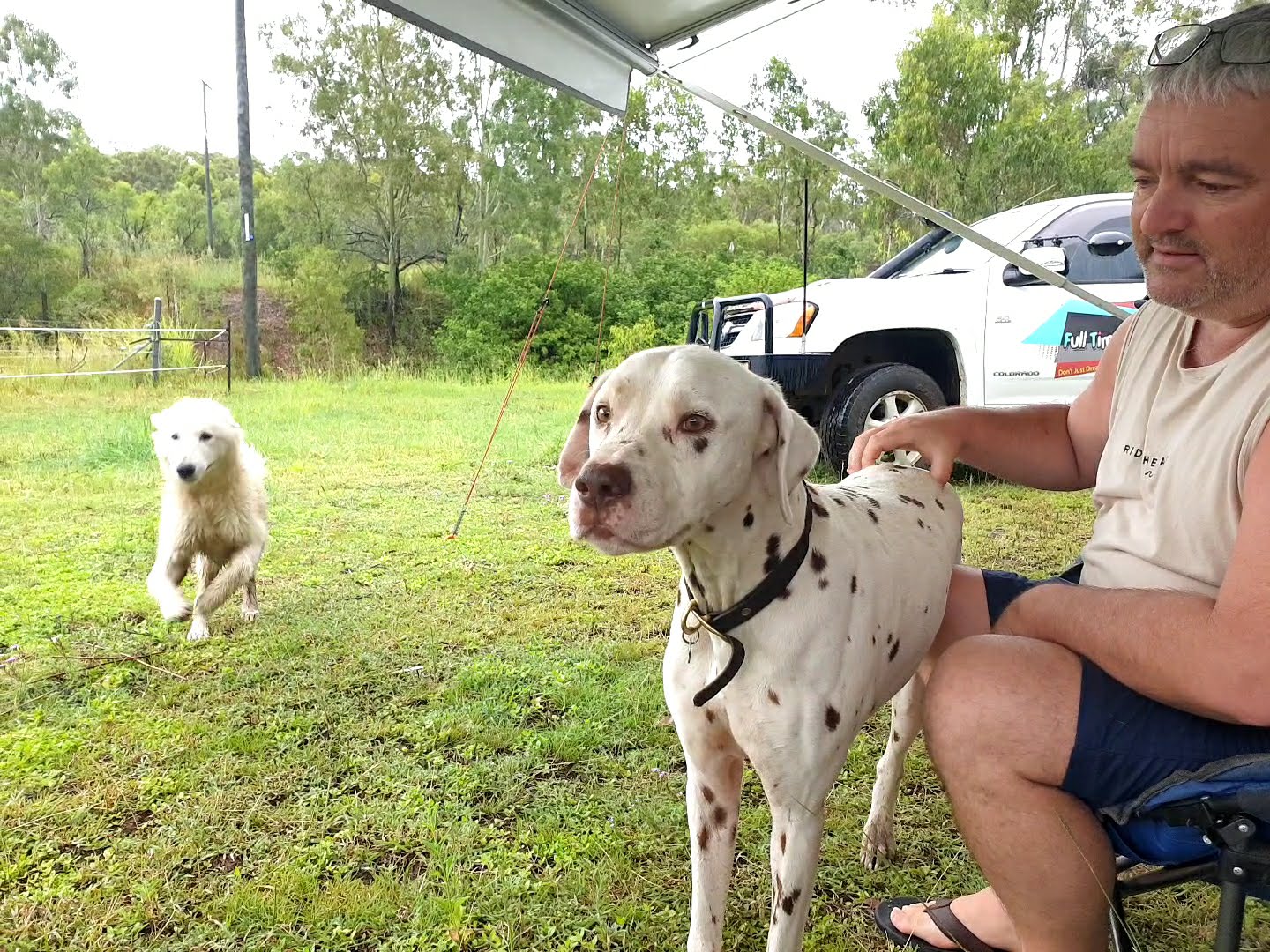 Friendly farm dogs came to visit