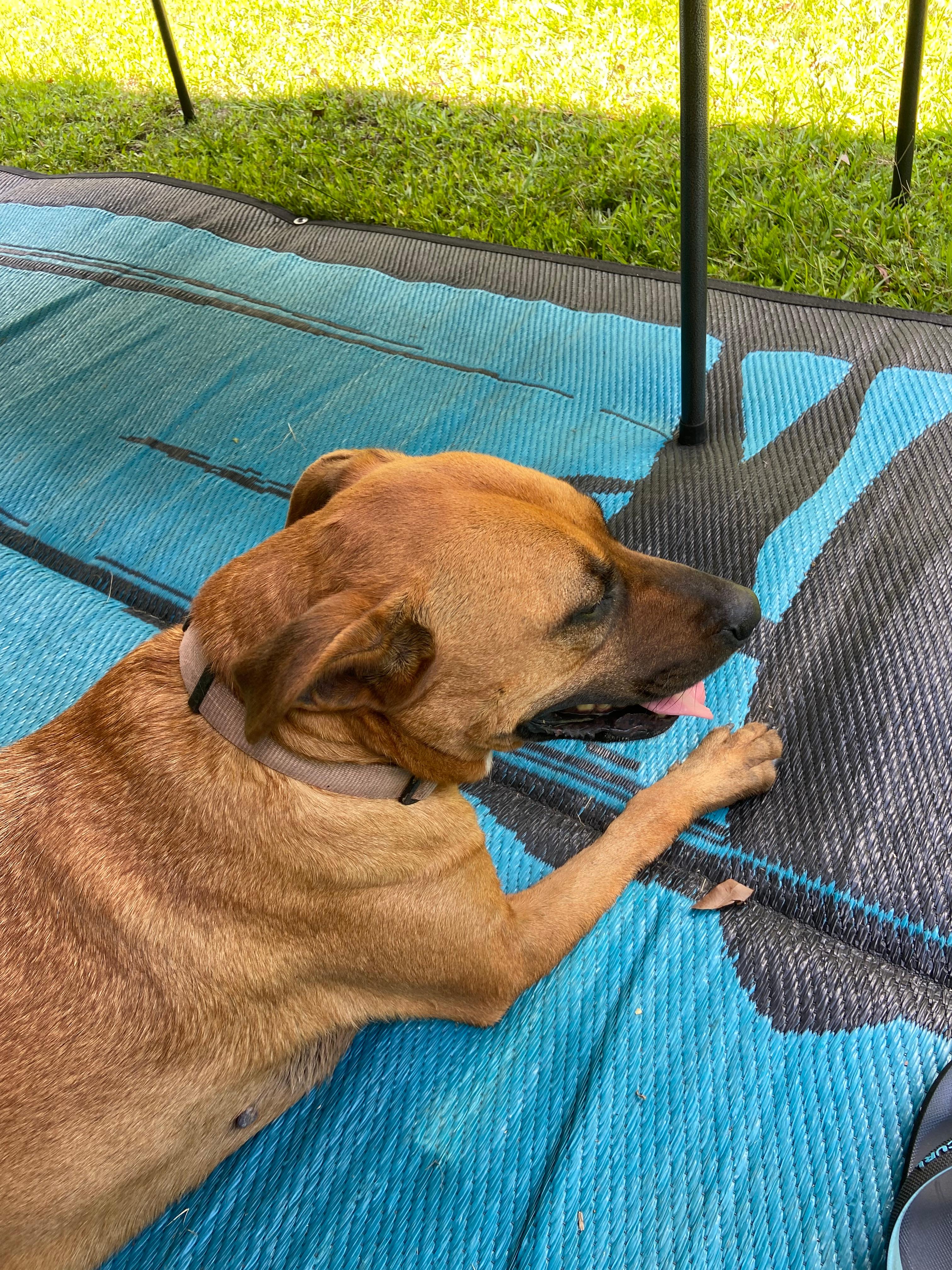 Warrego Warmblood Stud