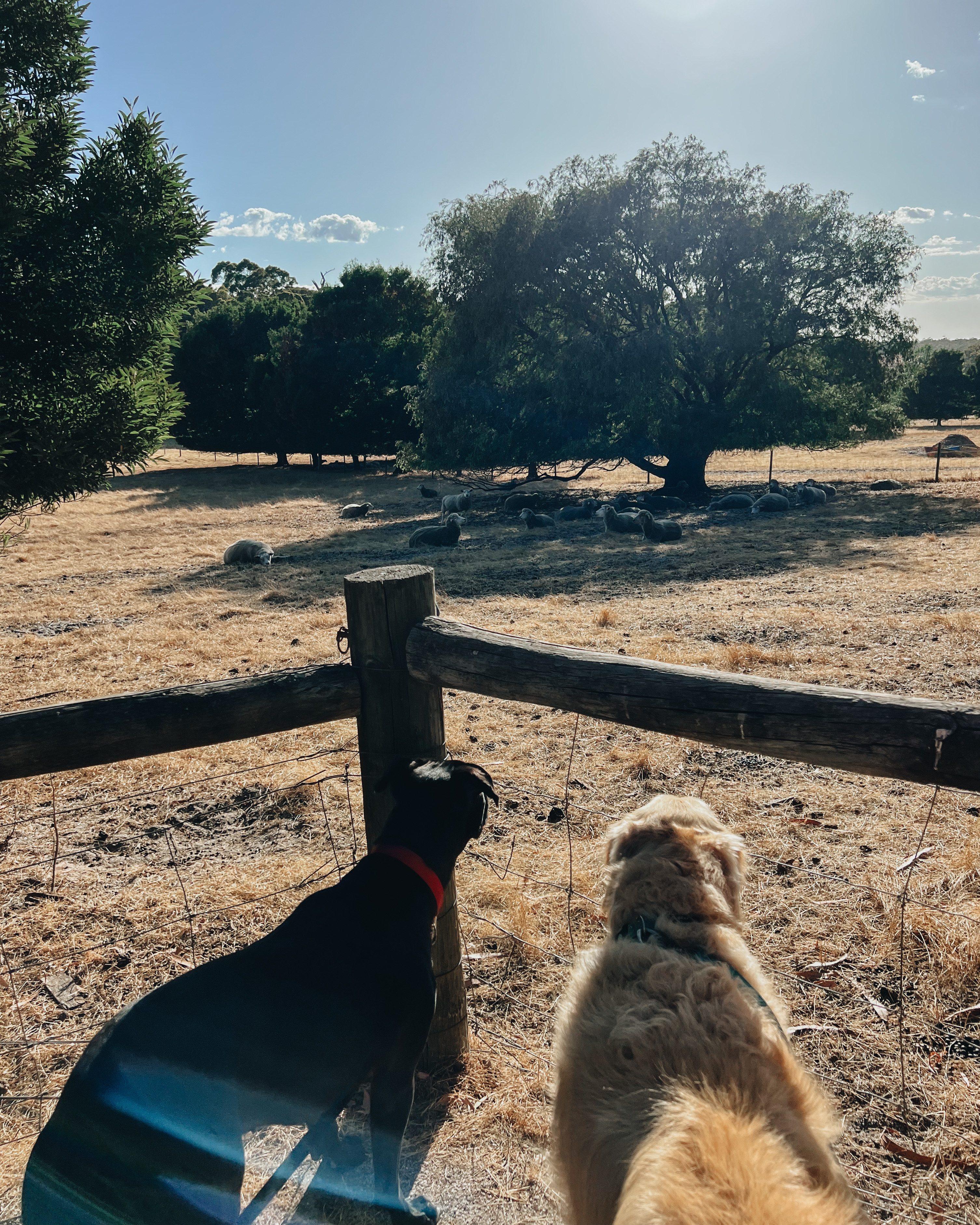 Our dog enjoying the view
