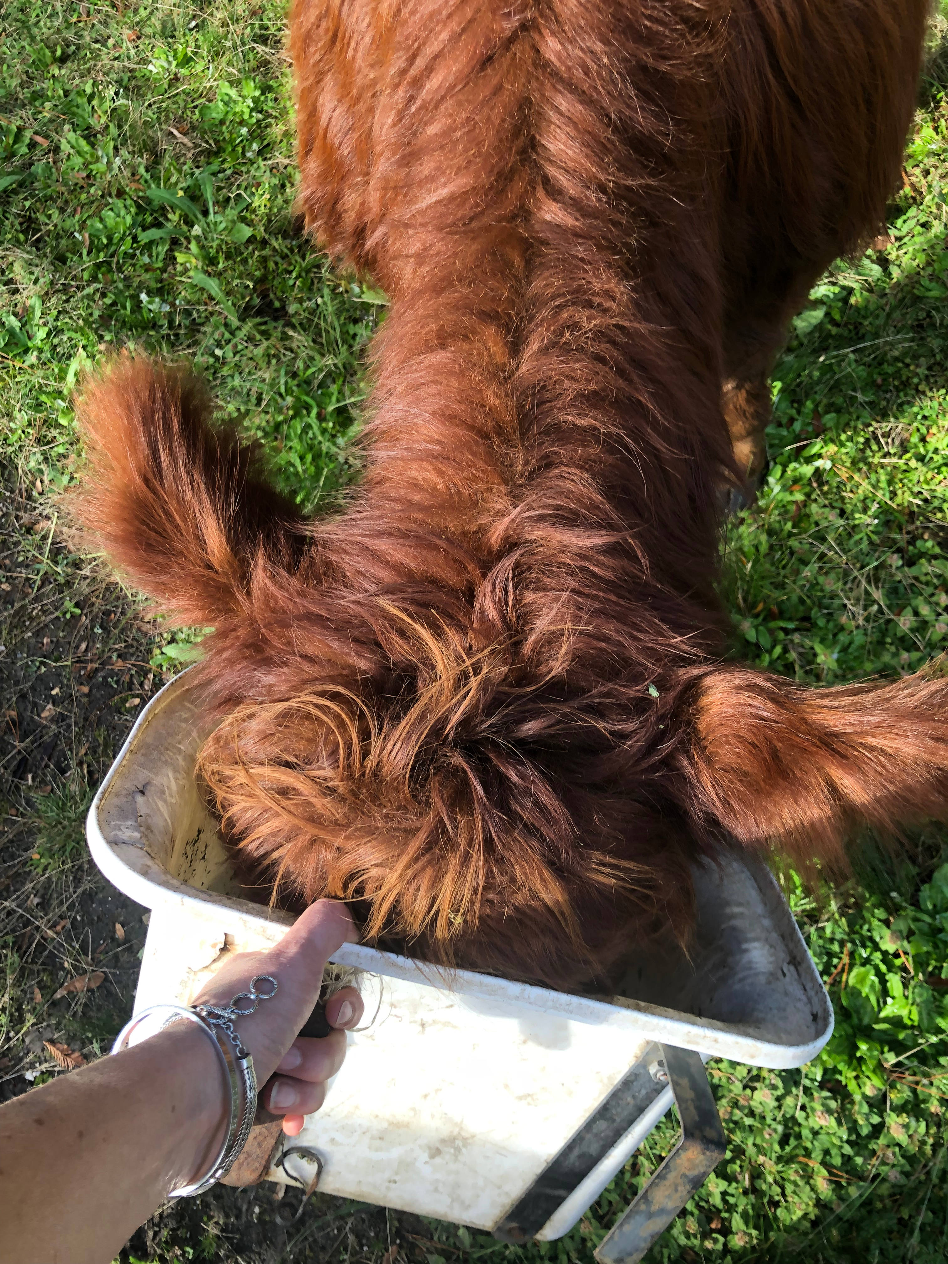 This is Keith our miniature belted Galloway bull