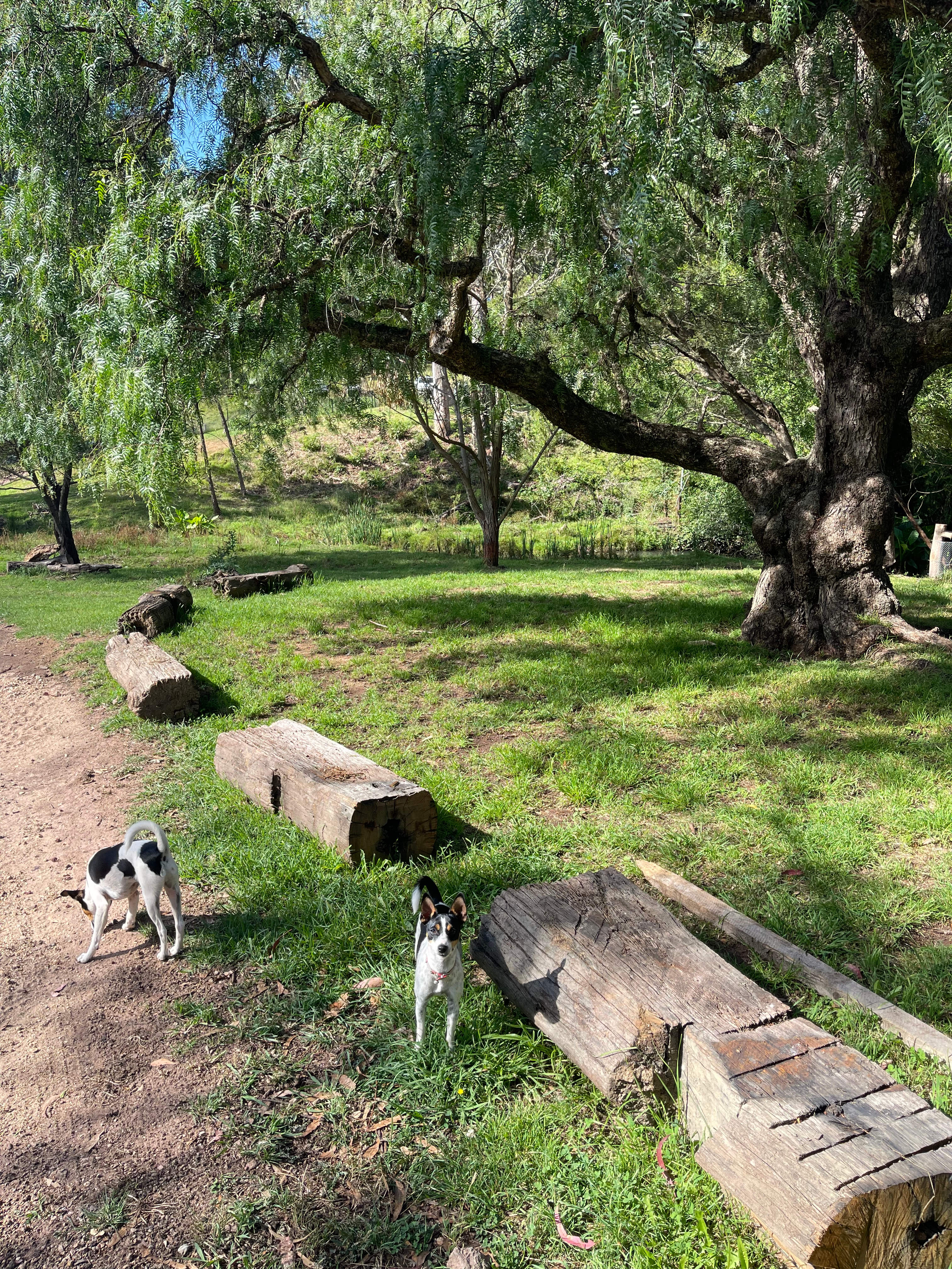 Our Minature Fox Terriors Suki and Minty by the Pepper Tree 🐶🐶