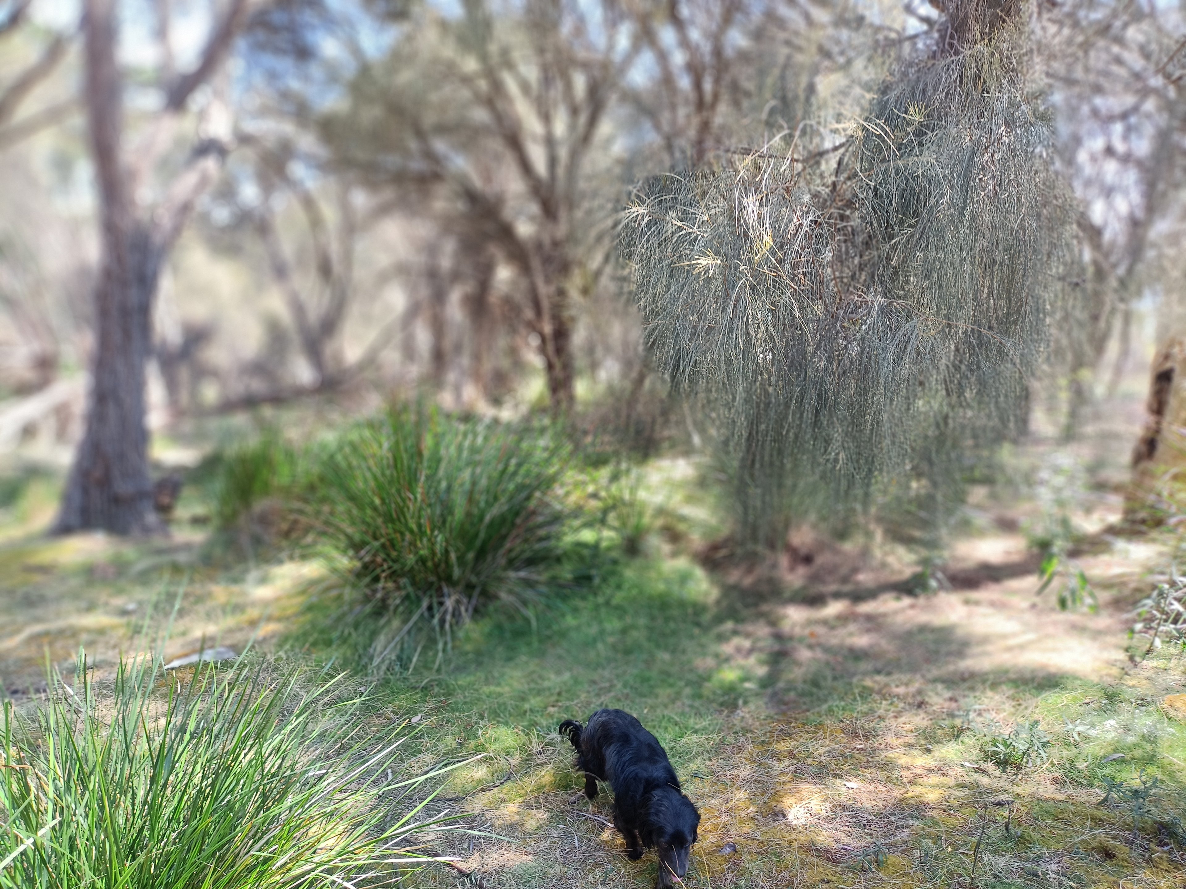 Foodplant sources for butterflies everywhere.