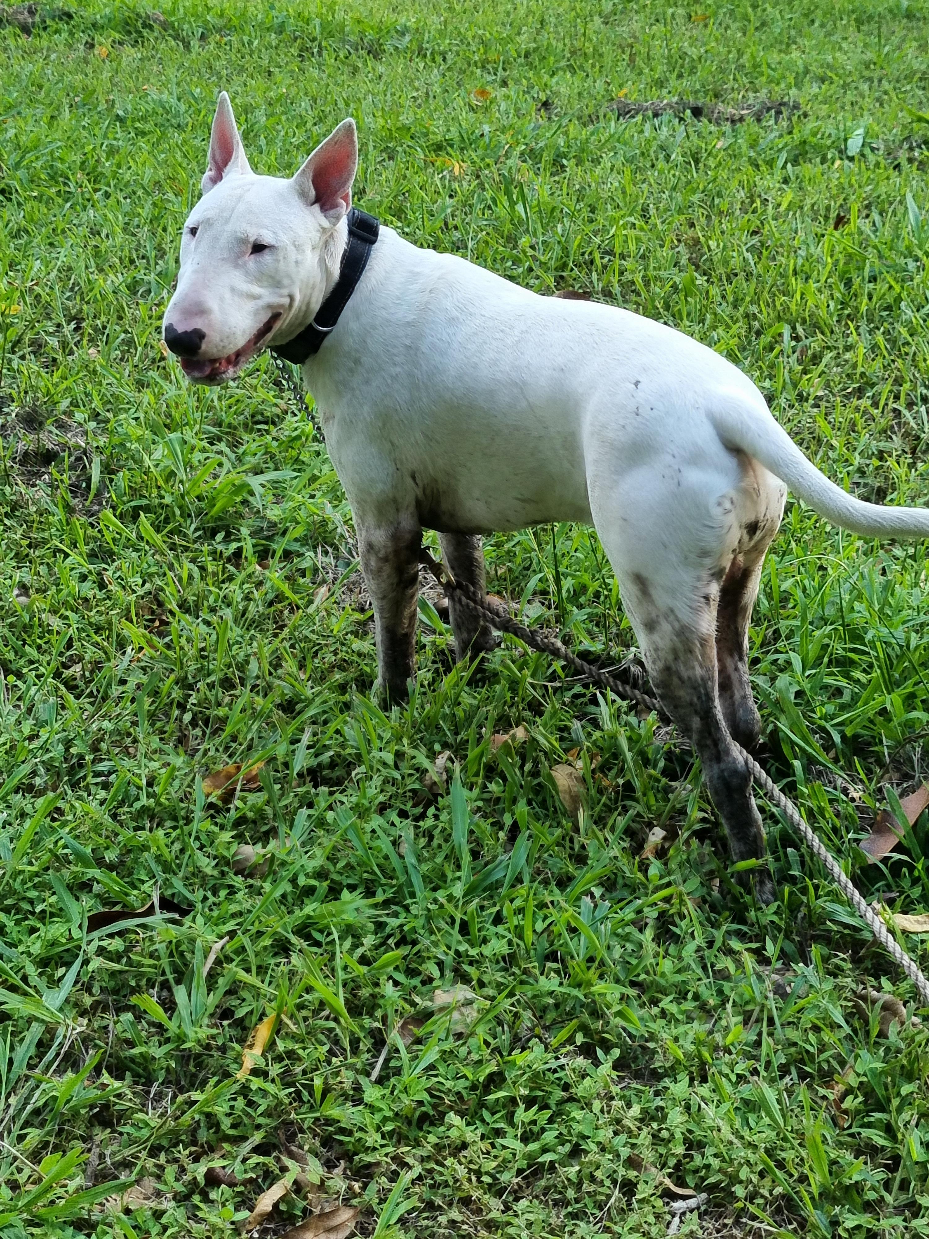Pet friendly, of course he found some mud!