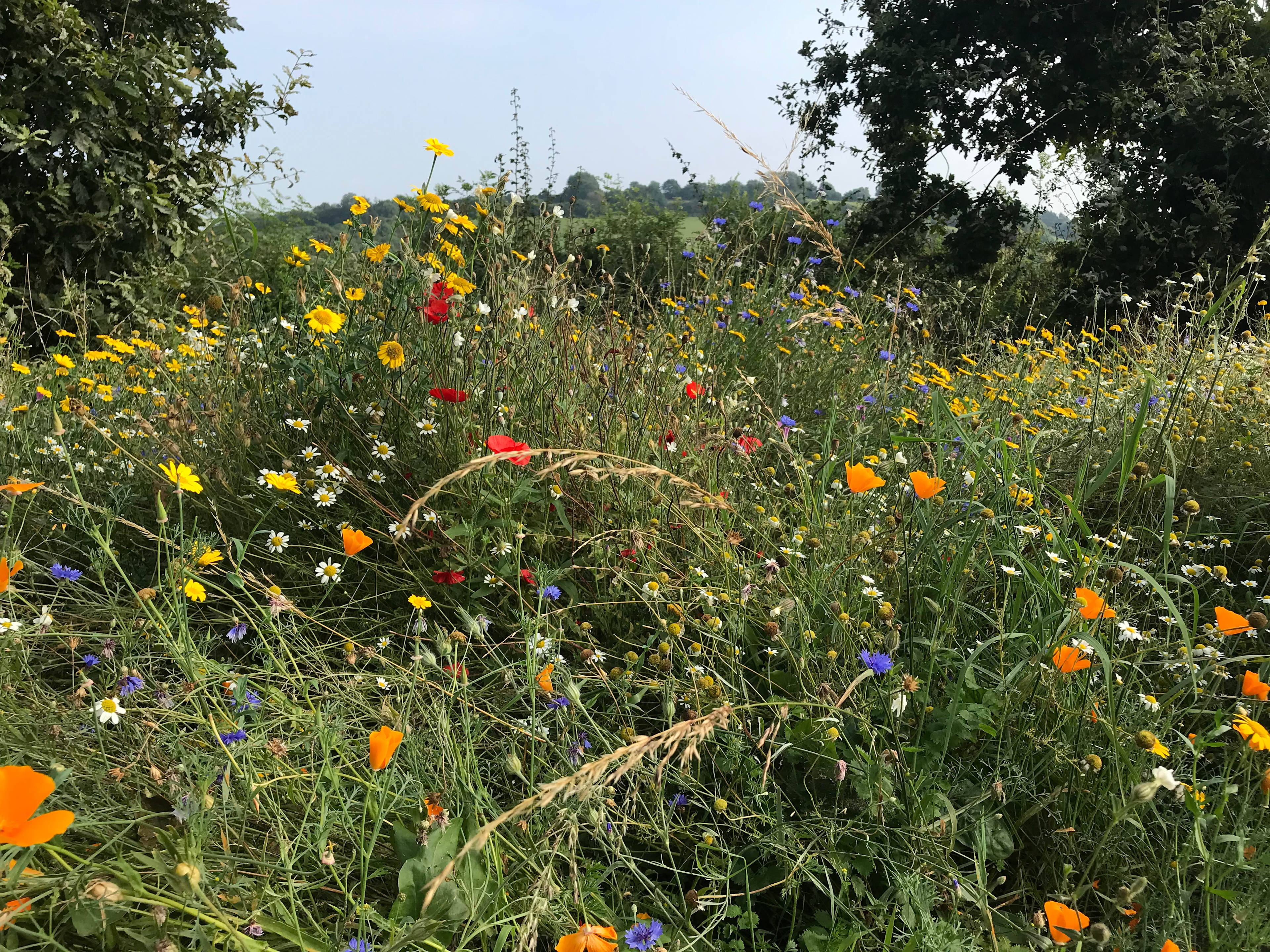 Meadow flowers abound