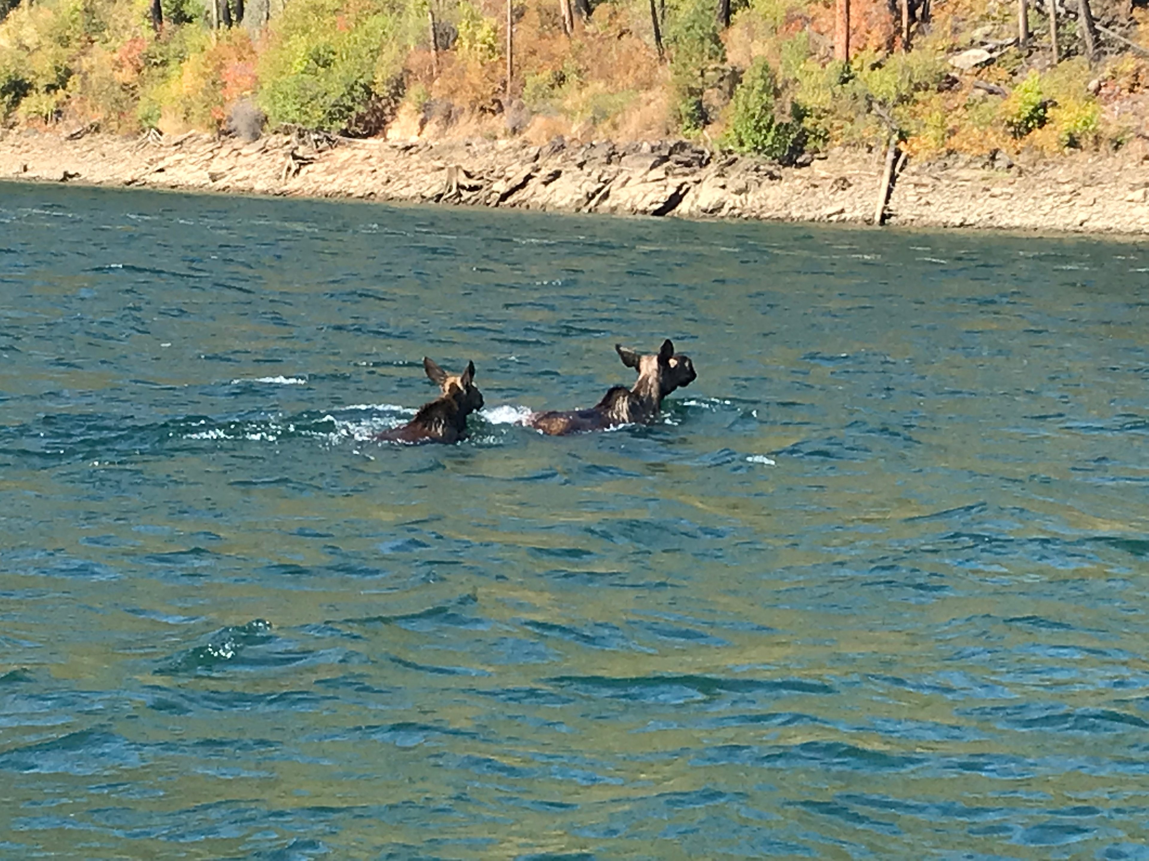 River/reservoir nearby have abundant wildlife.  