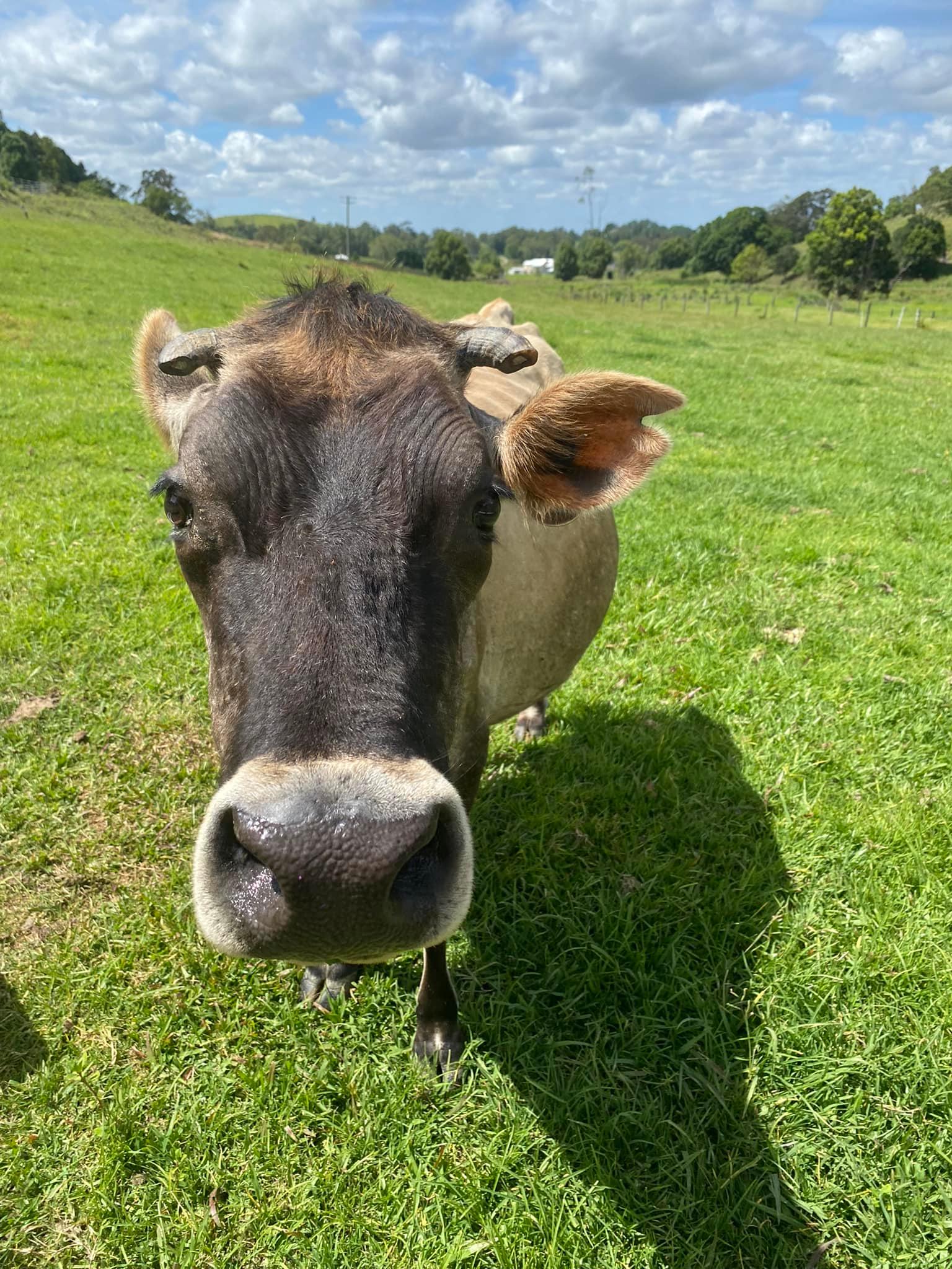Cutie Pie is a old cow we saved and is very quiet, loves a pat. 