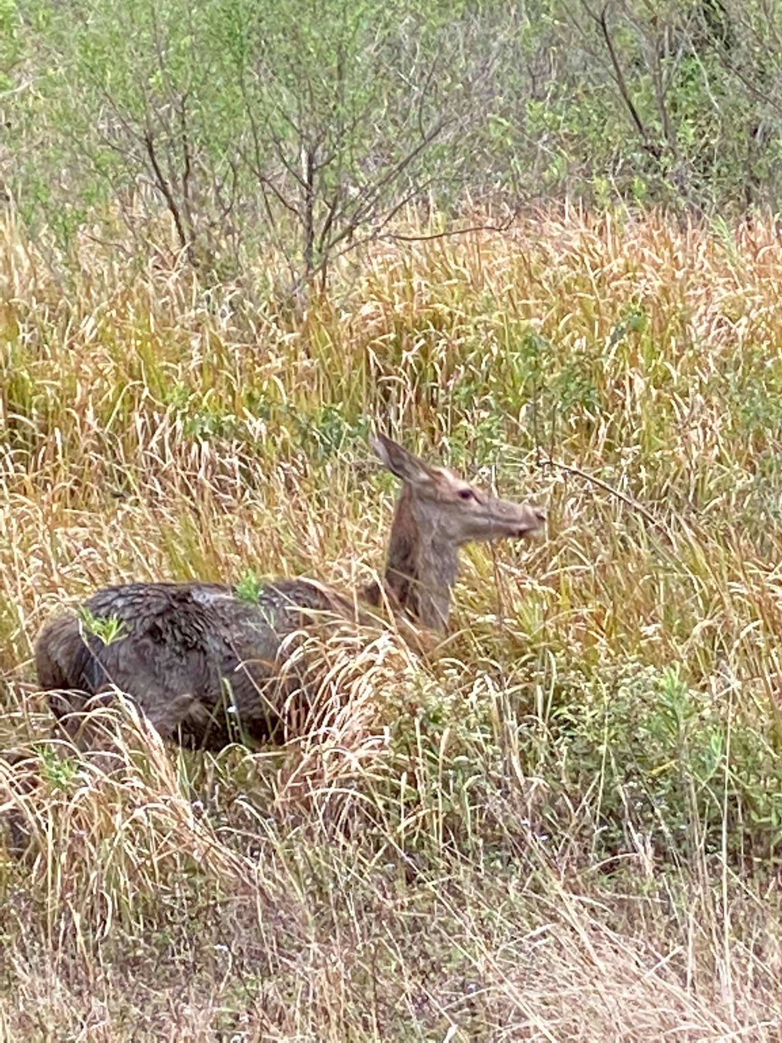 Wild deer you can see in the mornings and afternoons. 