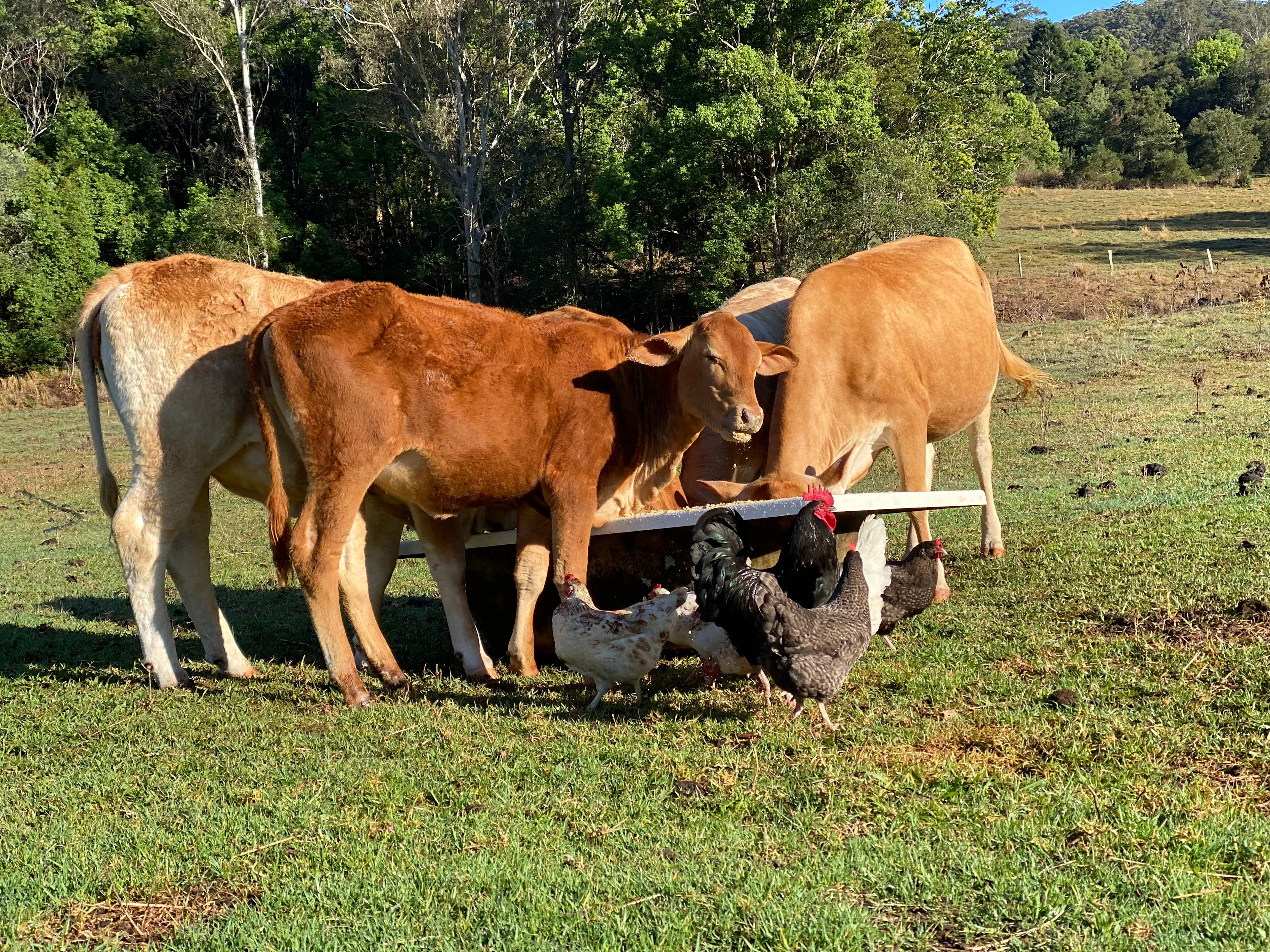Yearlings you can help feed.