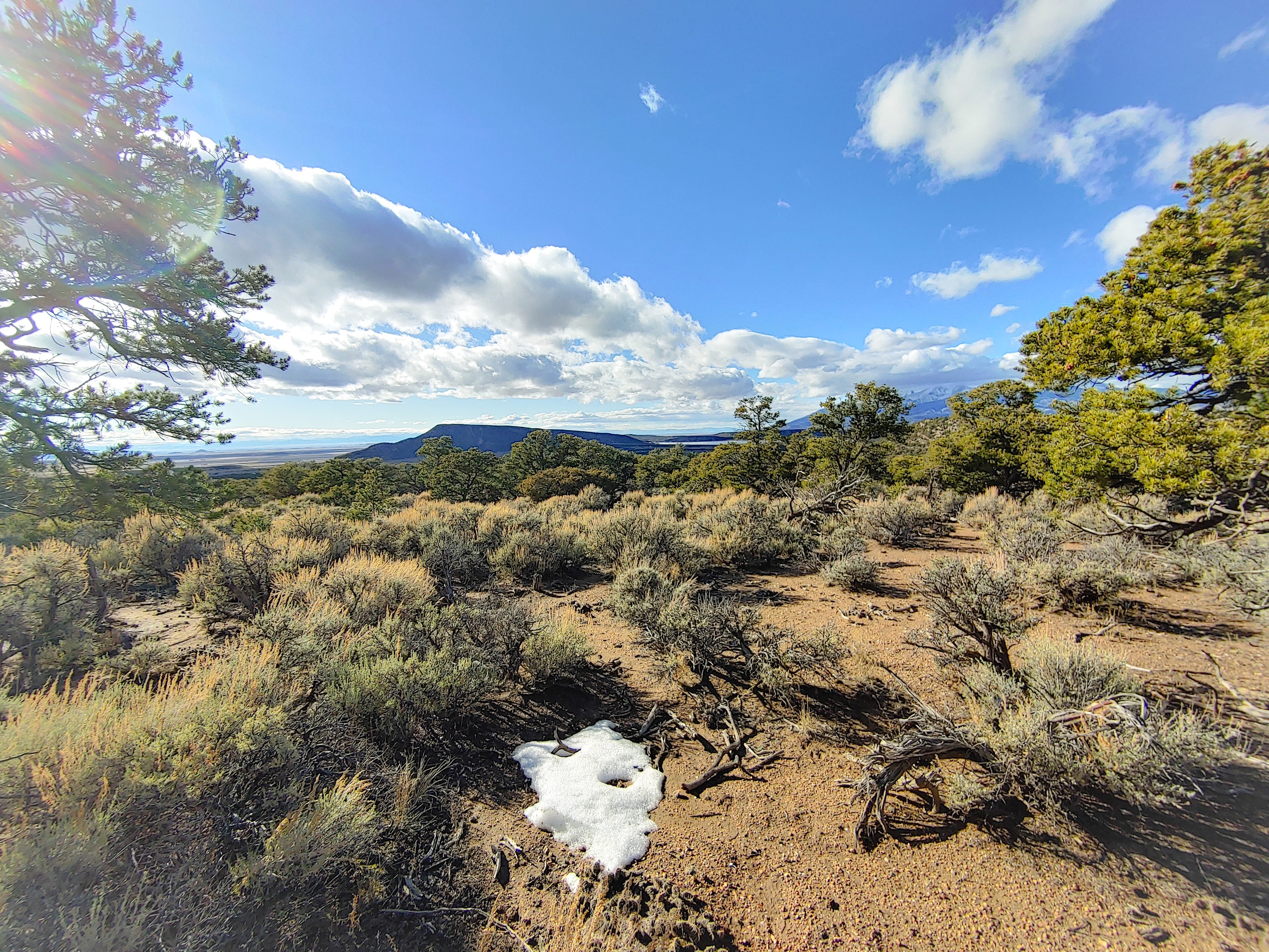 Mountain View Pinion Pine Paradise