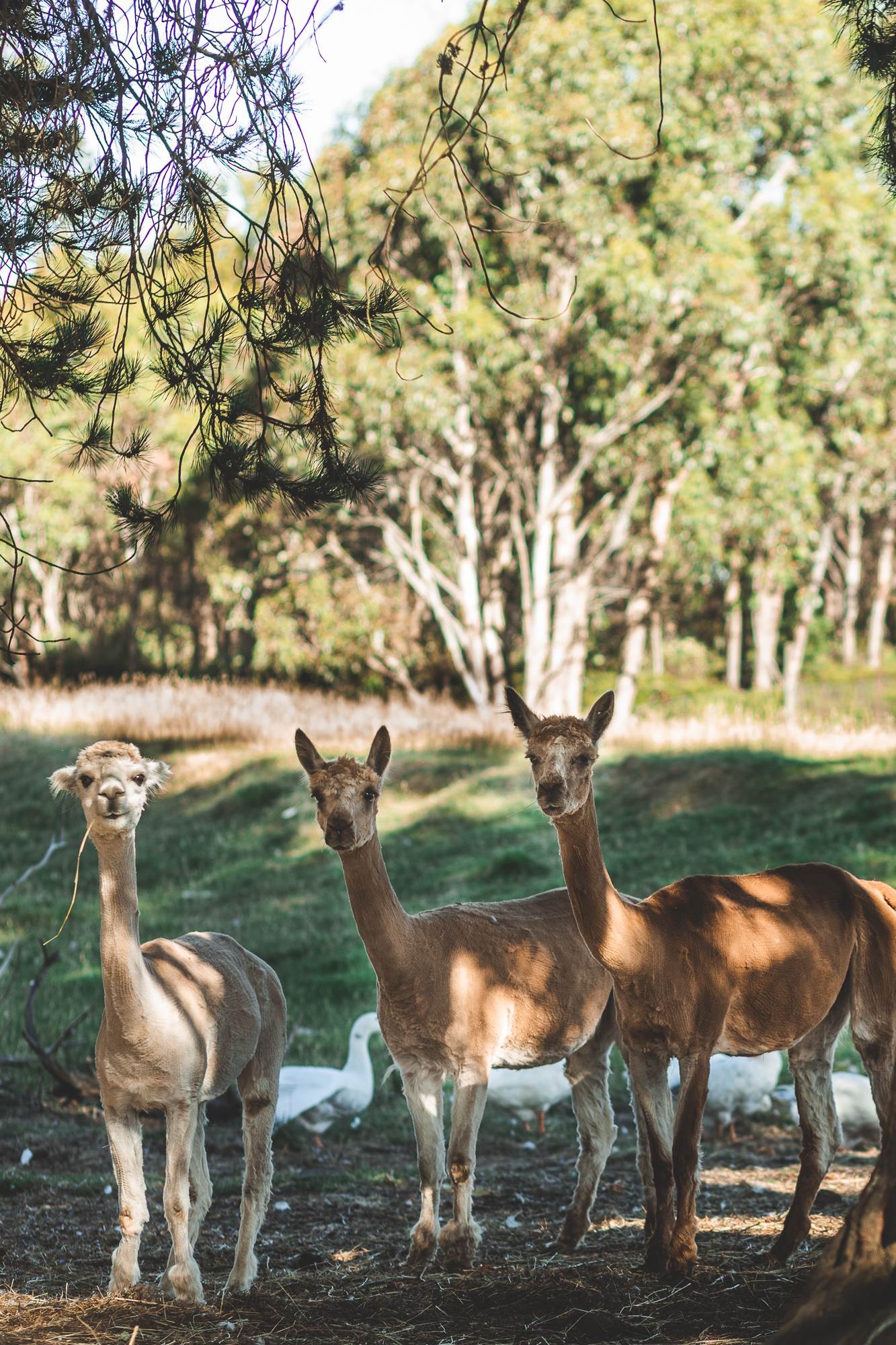 Ravens Nest Tasmania