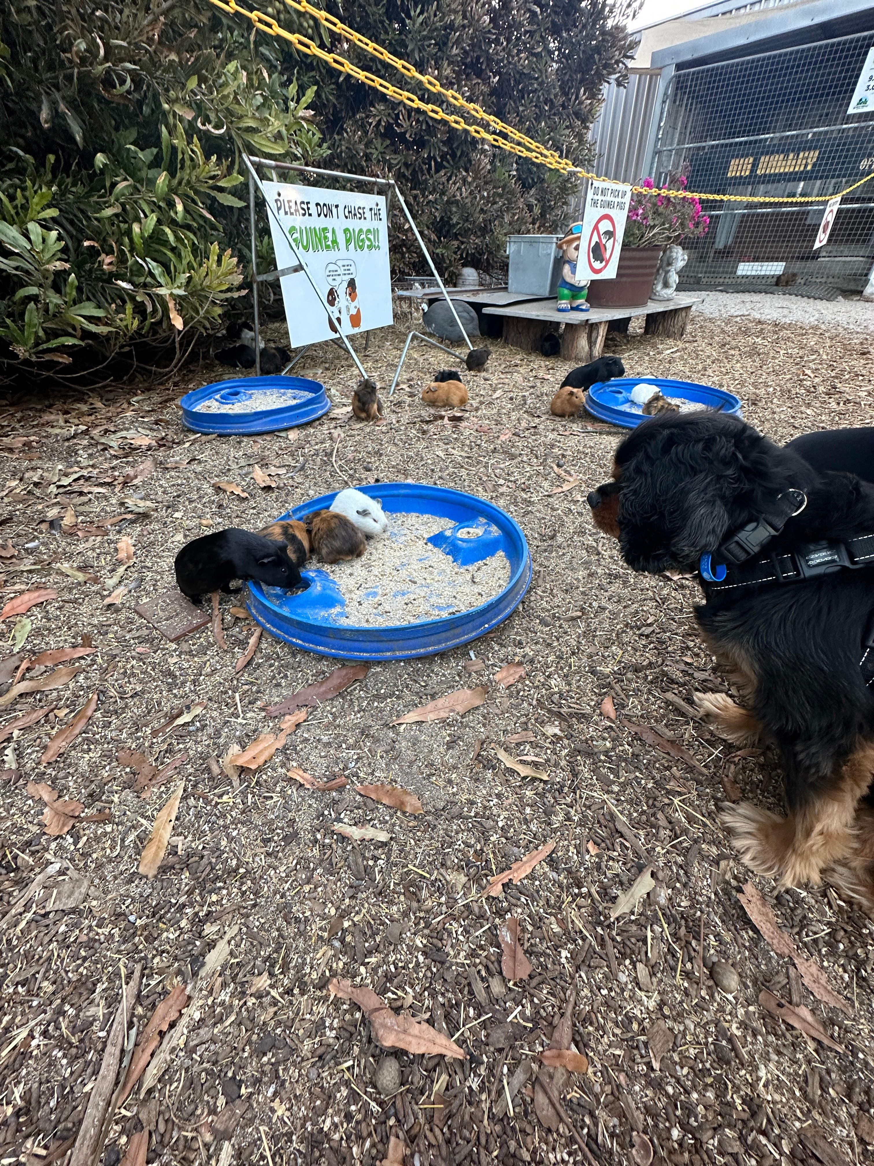 Pheonix first time meeting Guinea pigs, although I think he was more scared of them than they were of him 😜