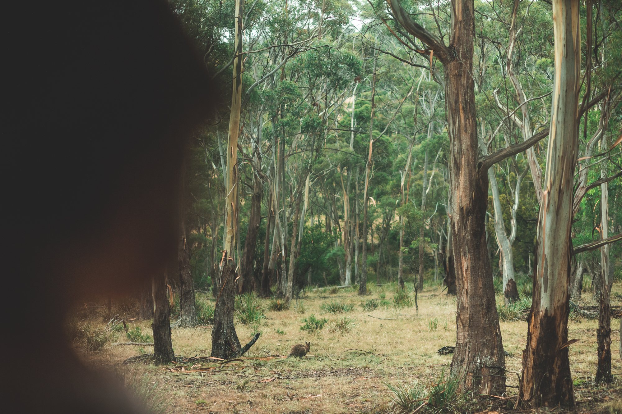 Quoll Hideaway - Bruny Island Bush & Beach camping