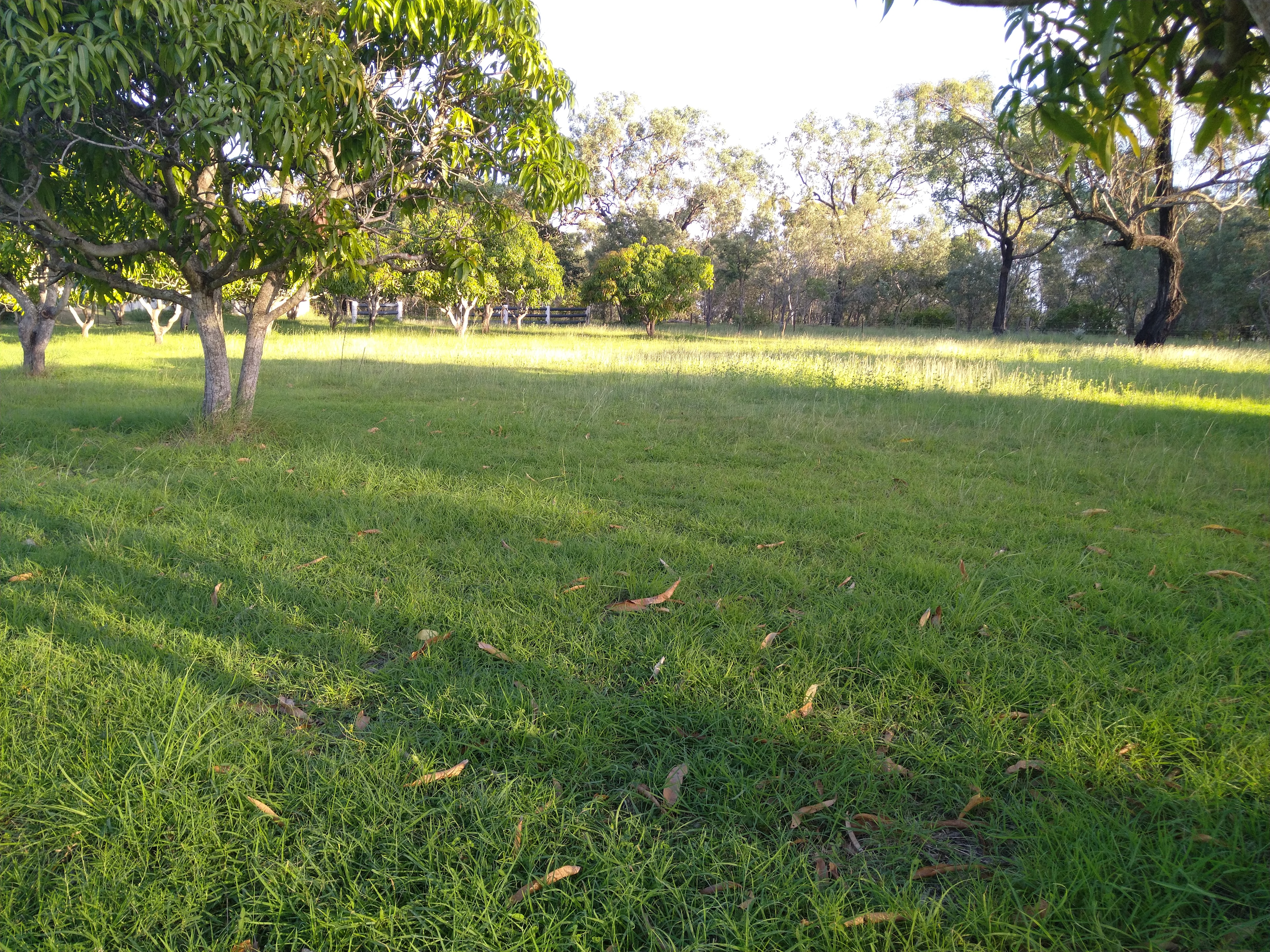 The Mango ranch