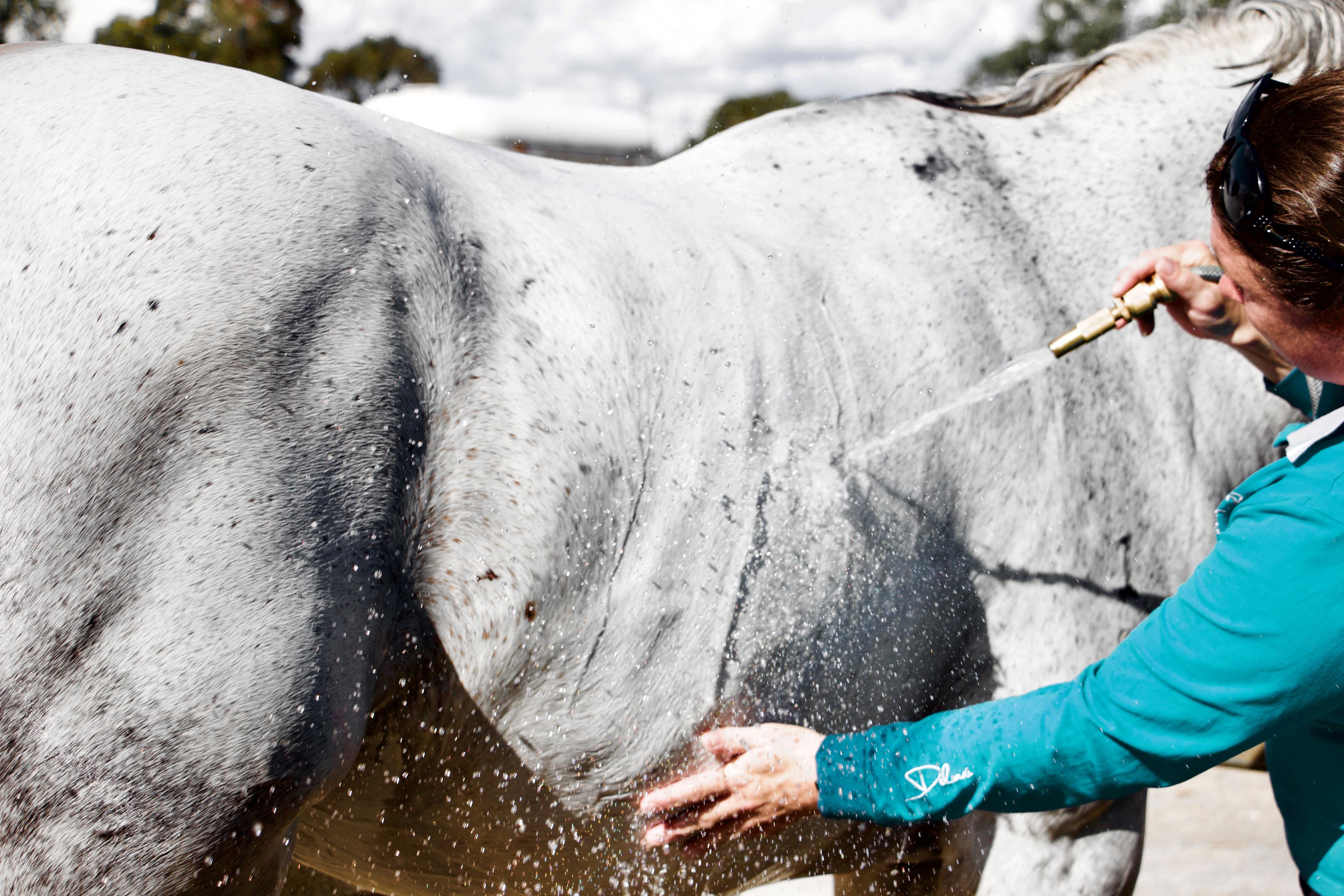 Horses being taken care of.