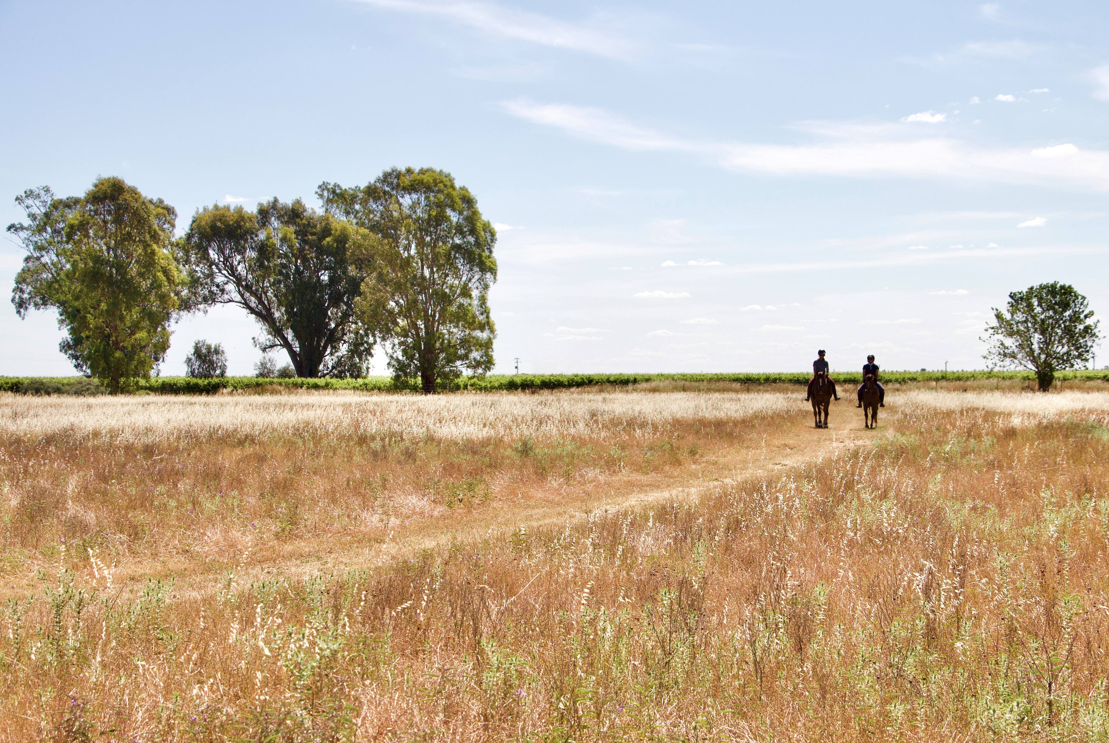The back paddock