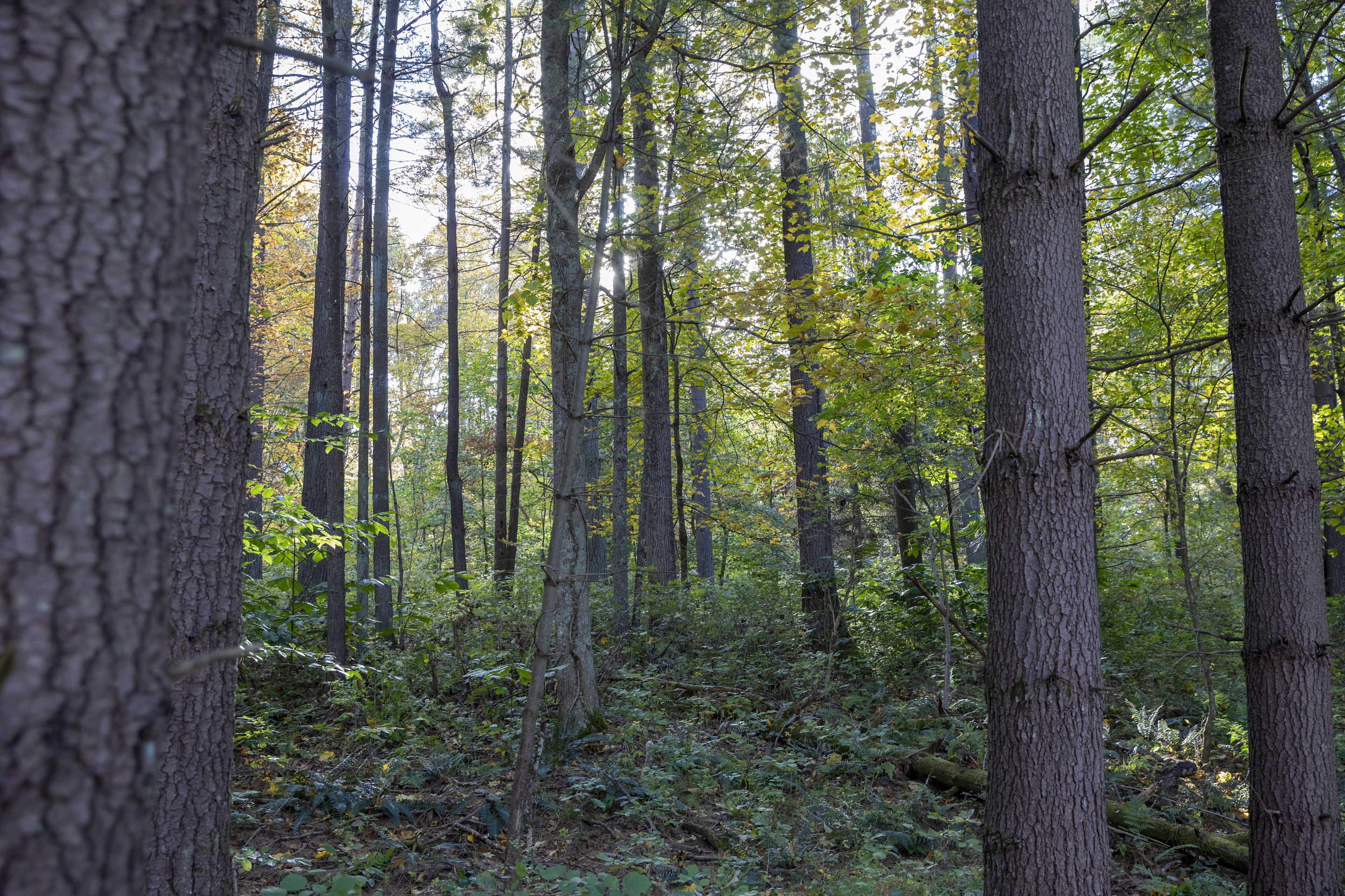 Dry Creek Pines