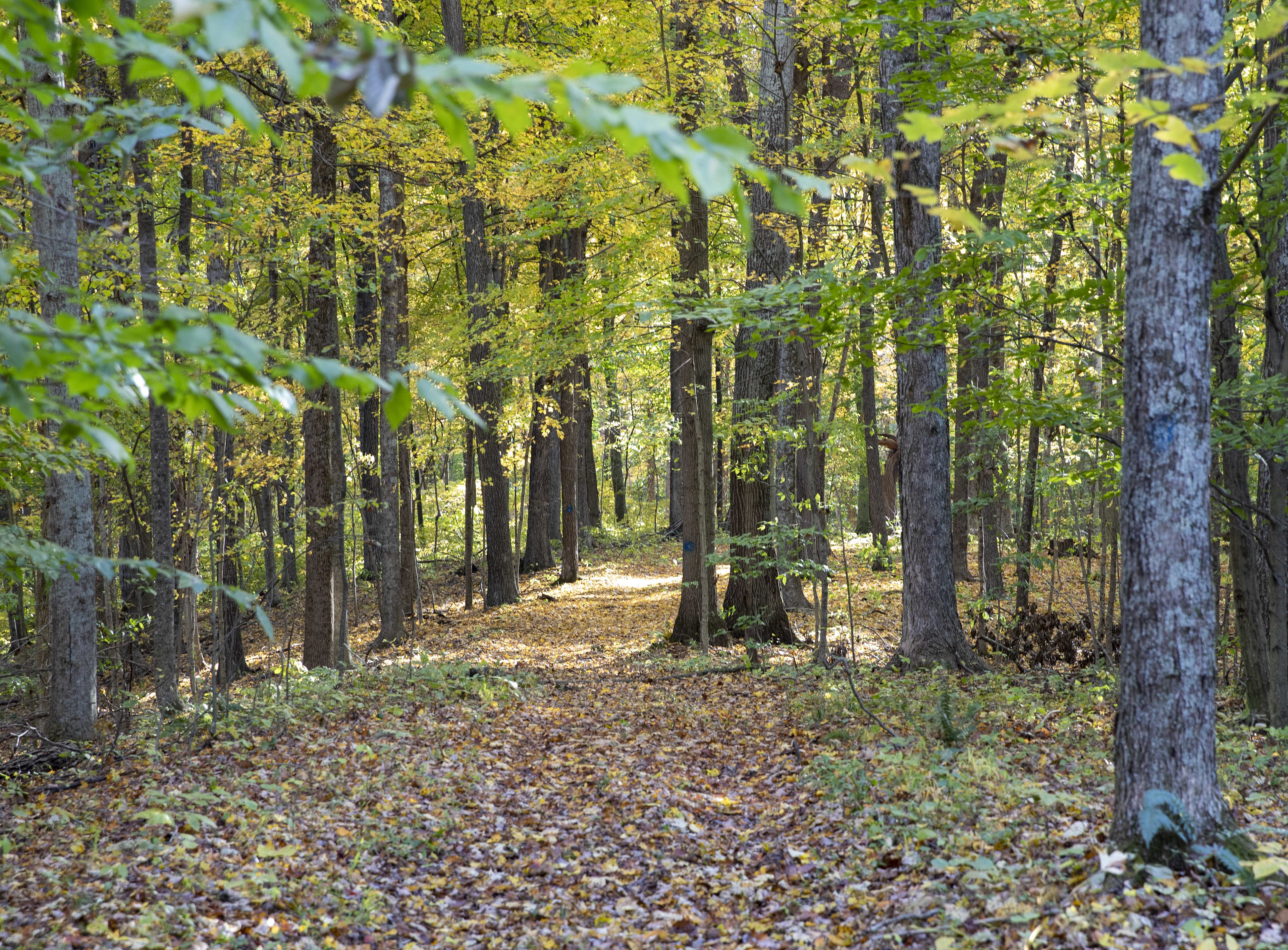 Trail to Cell Service