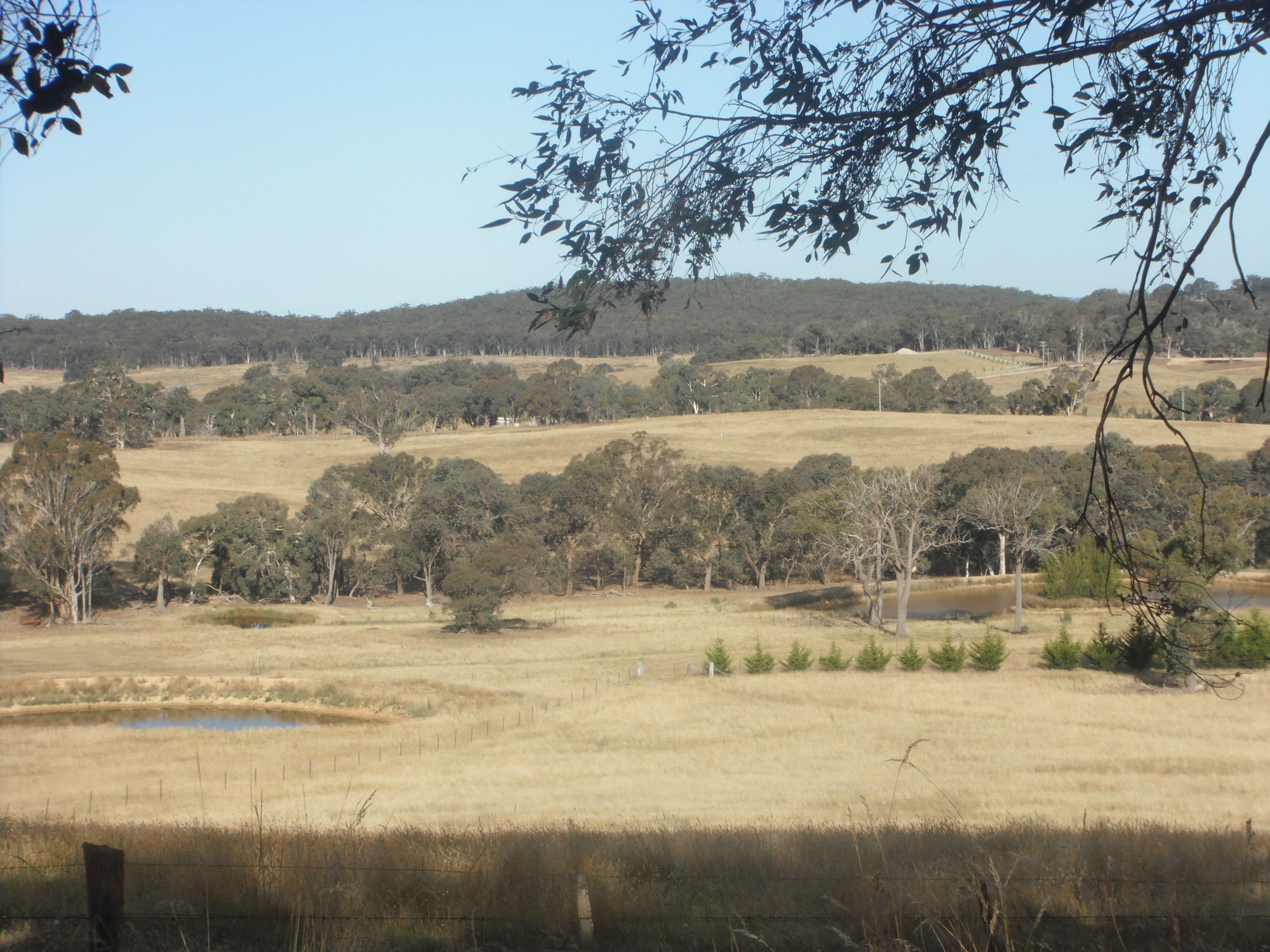 Peakgrove/Murrumvale Regen Ecoscape