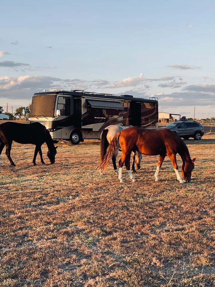M2 Non-Profit Horse Rescue