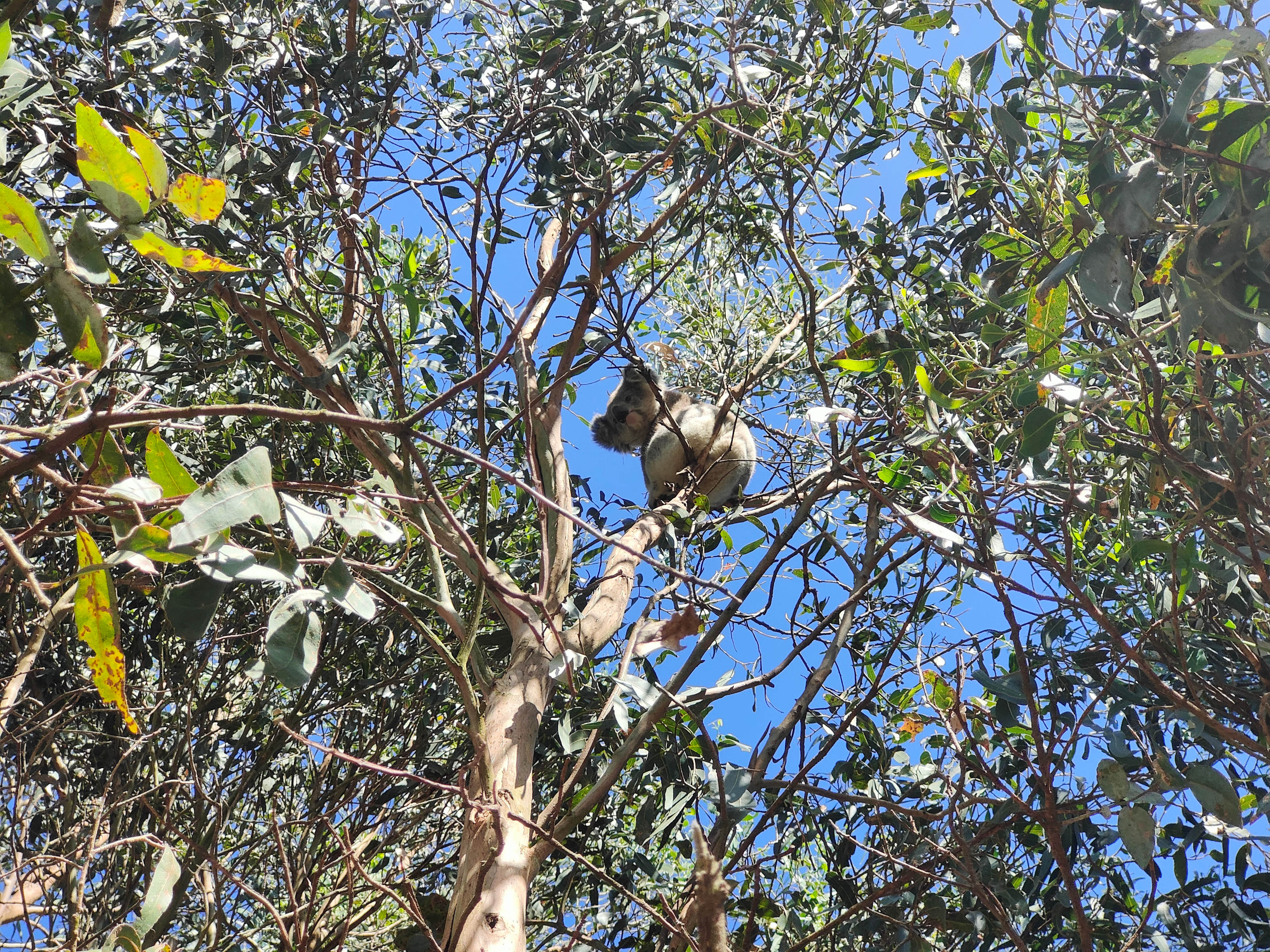 Koala in the yard