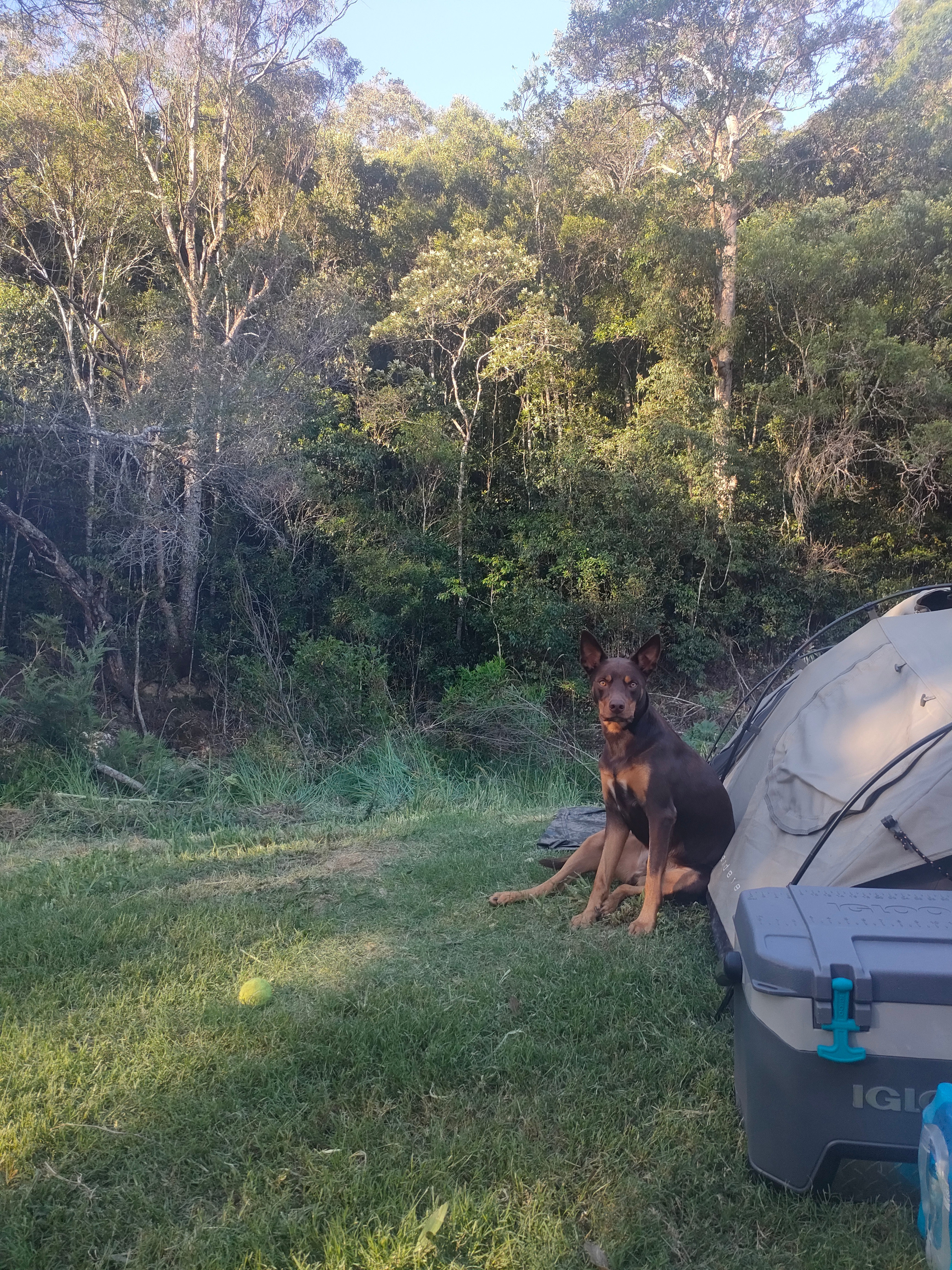 Rowlands Creek Camp Area