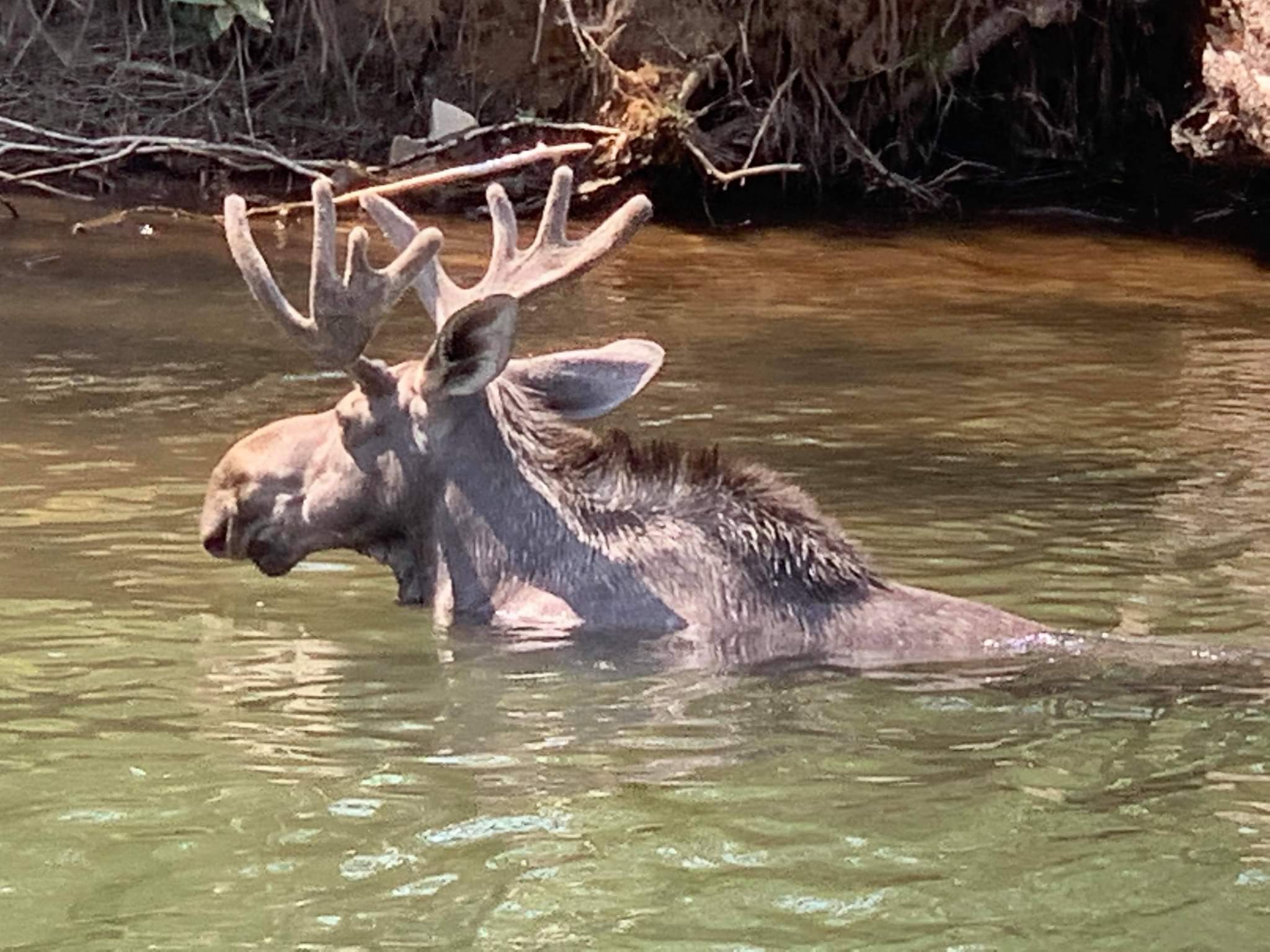 Chocolate Moose Marina and Chapel