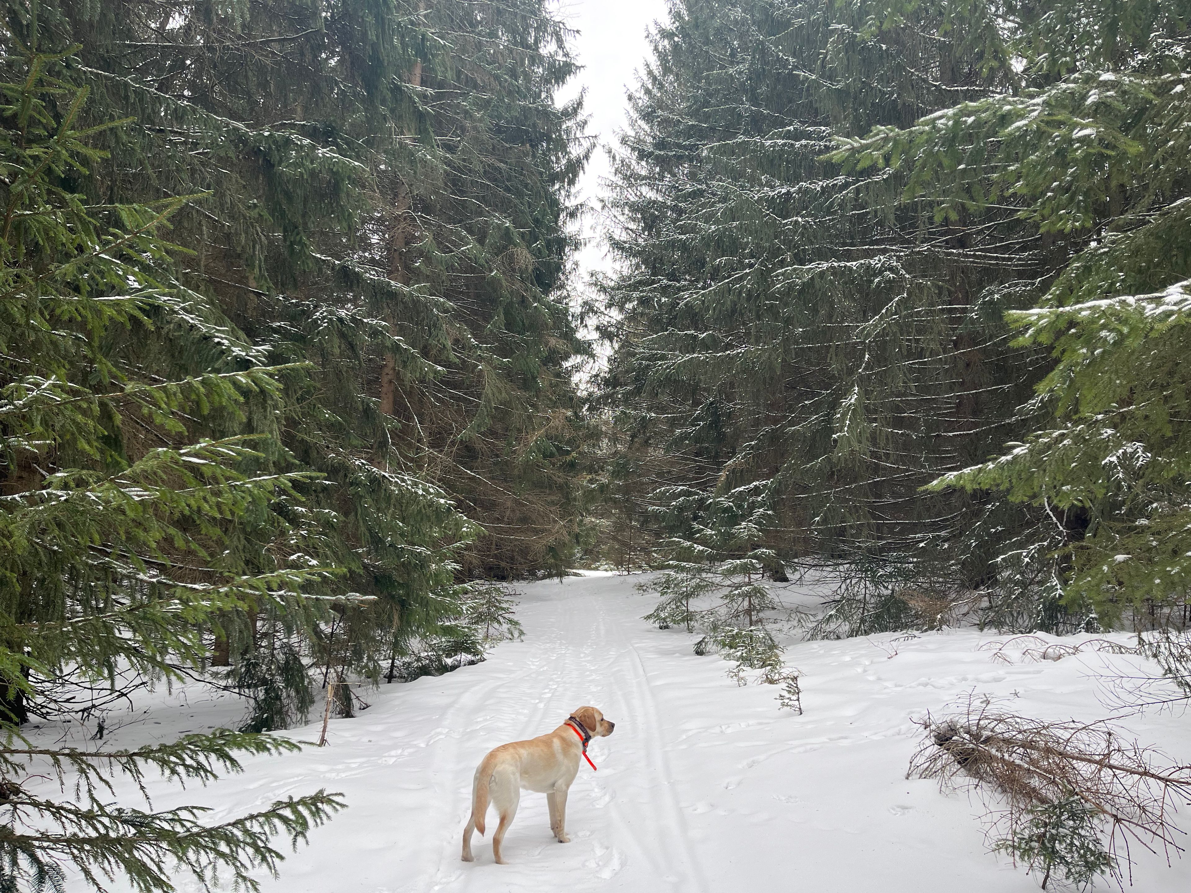 Woods for camping. Tents preferred 