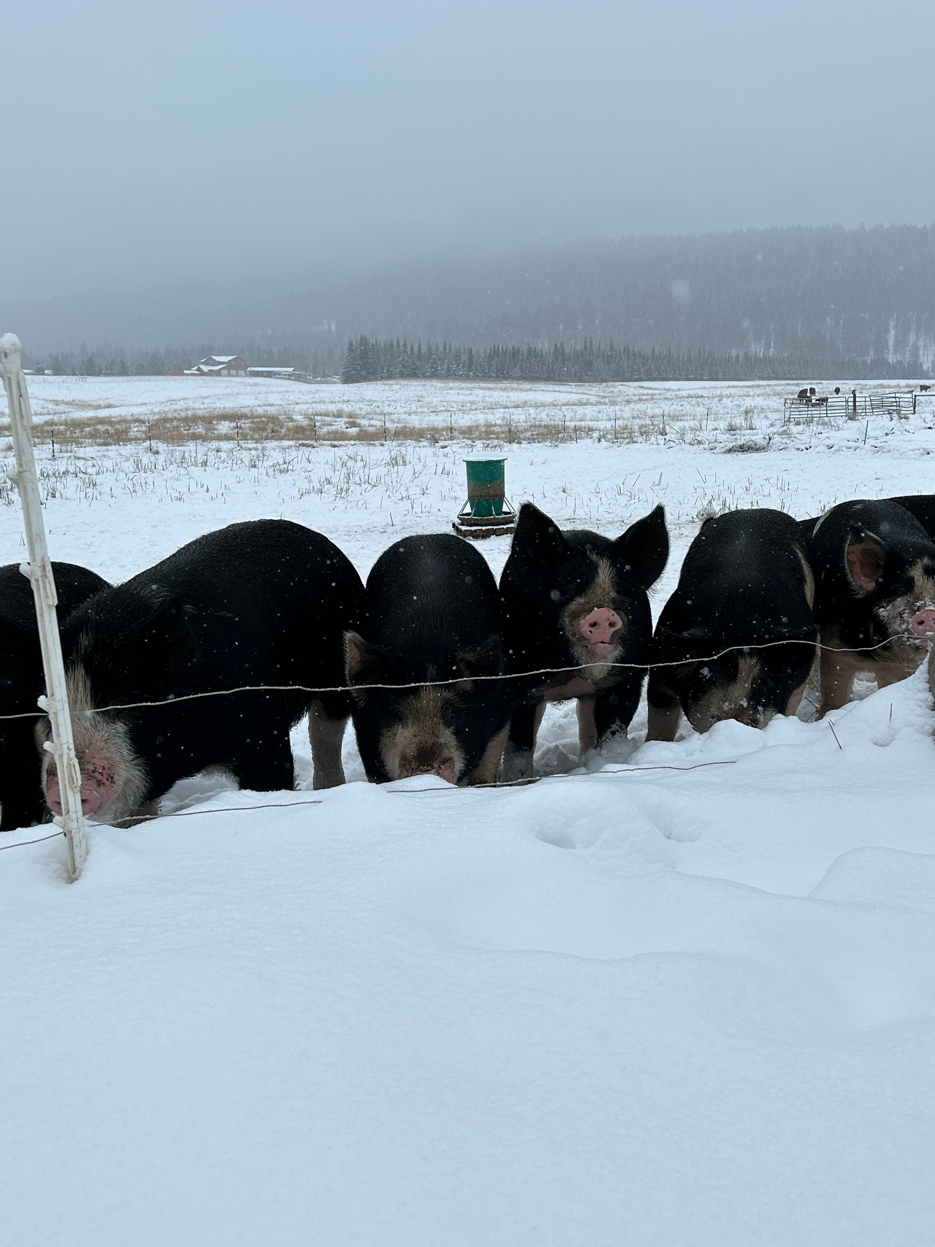 Hymas Family Farm Stay