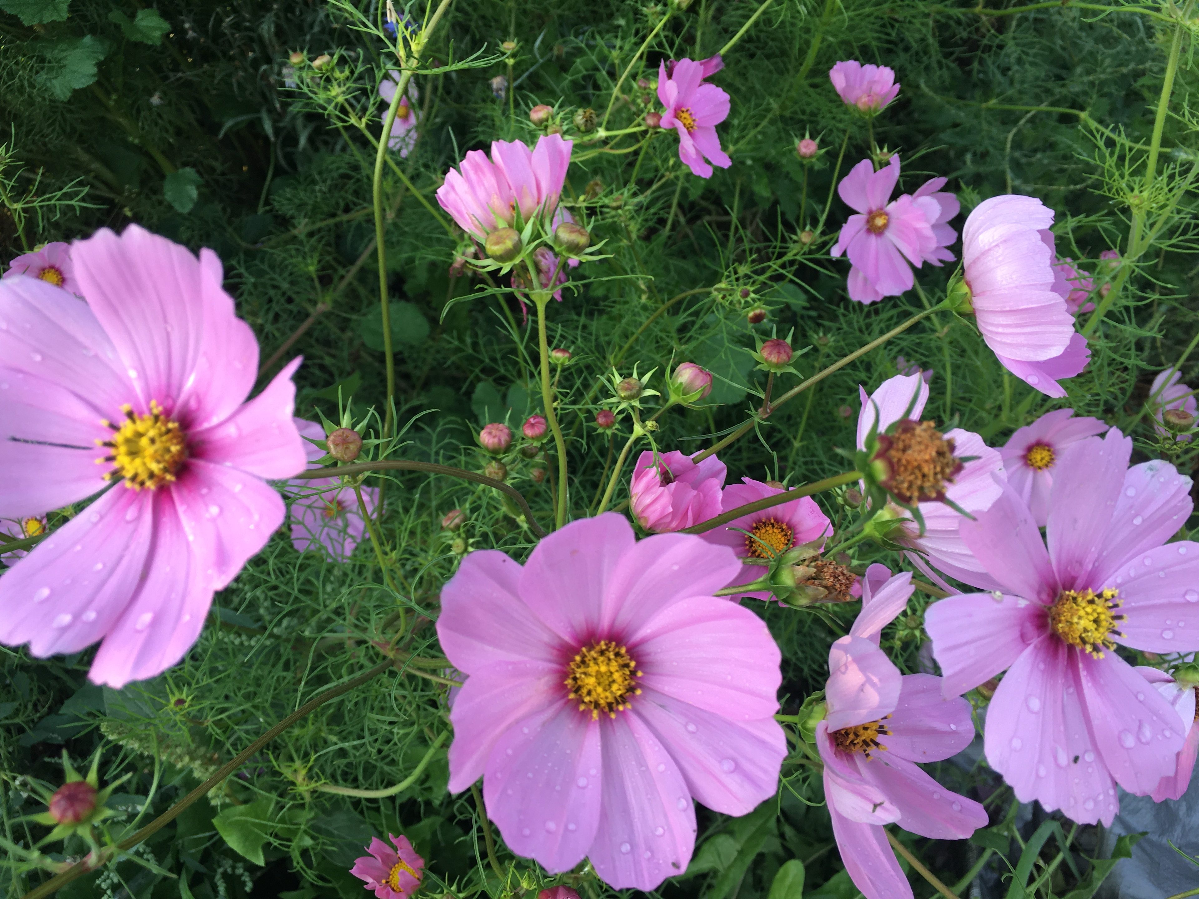 Sage Oasis Garden Retreat