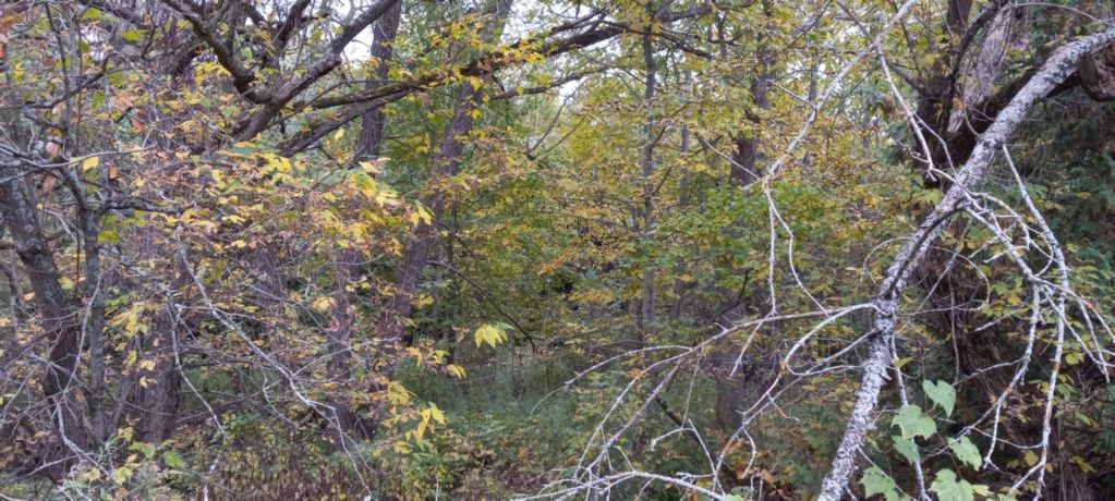 Rowley's Saugeen River Adv. Acres