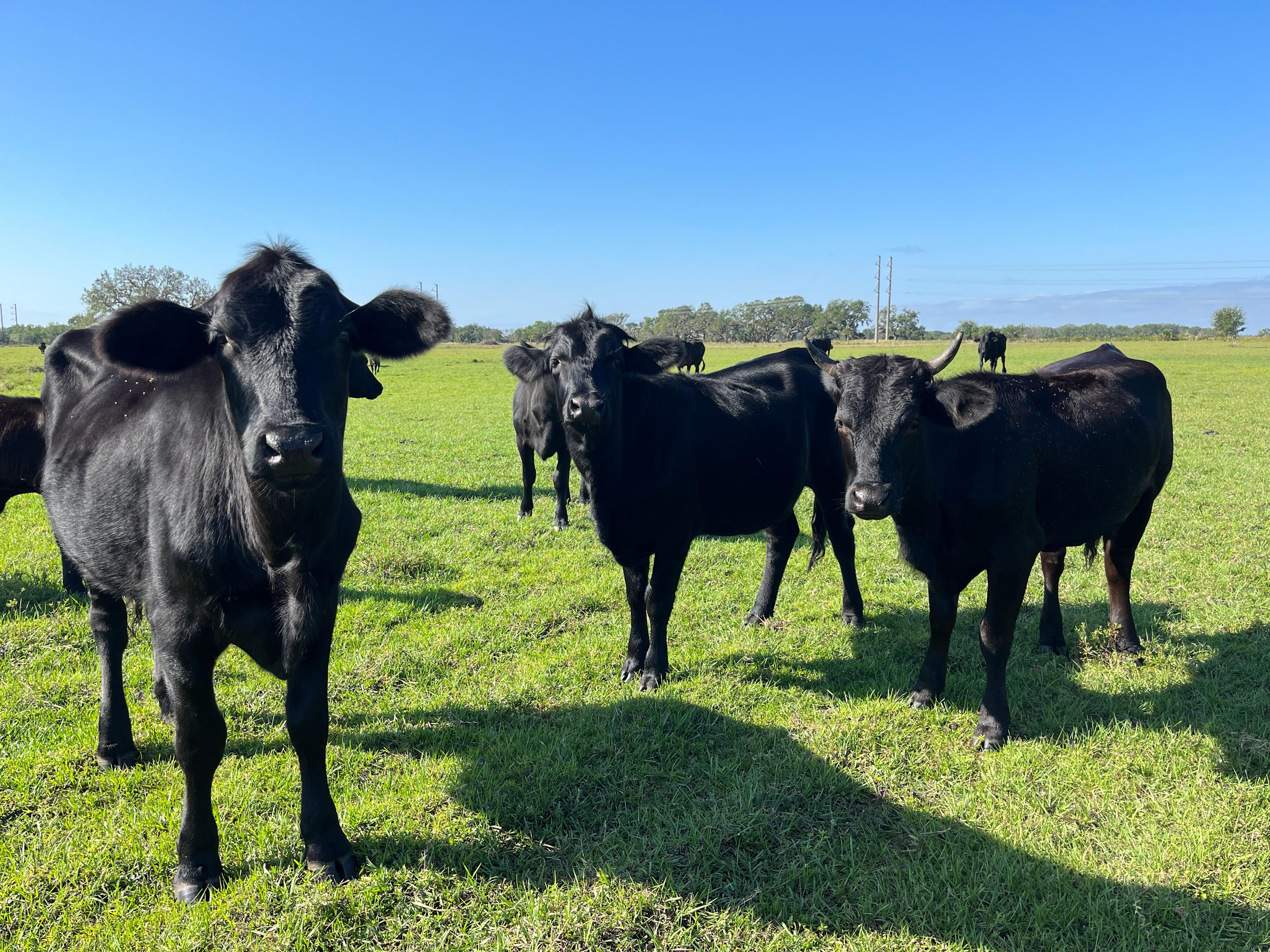 New Heifers 
