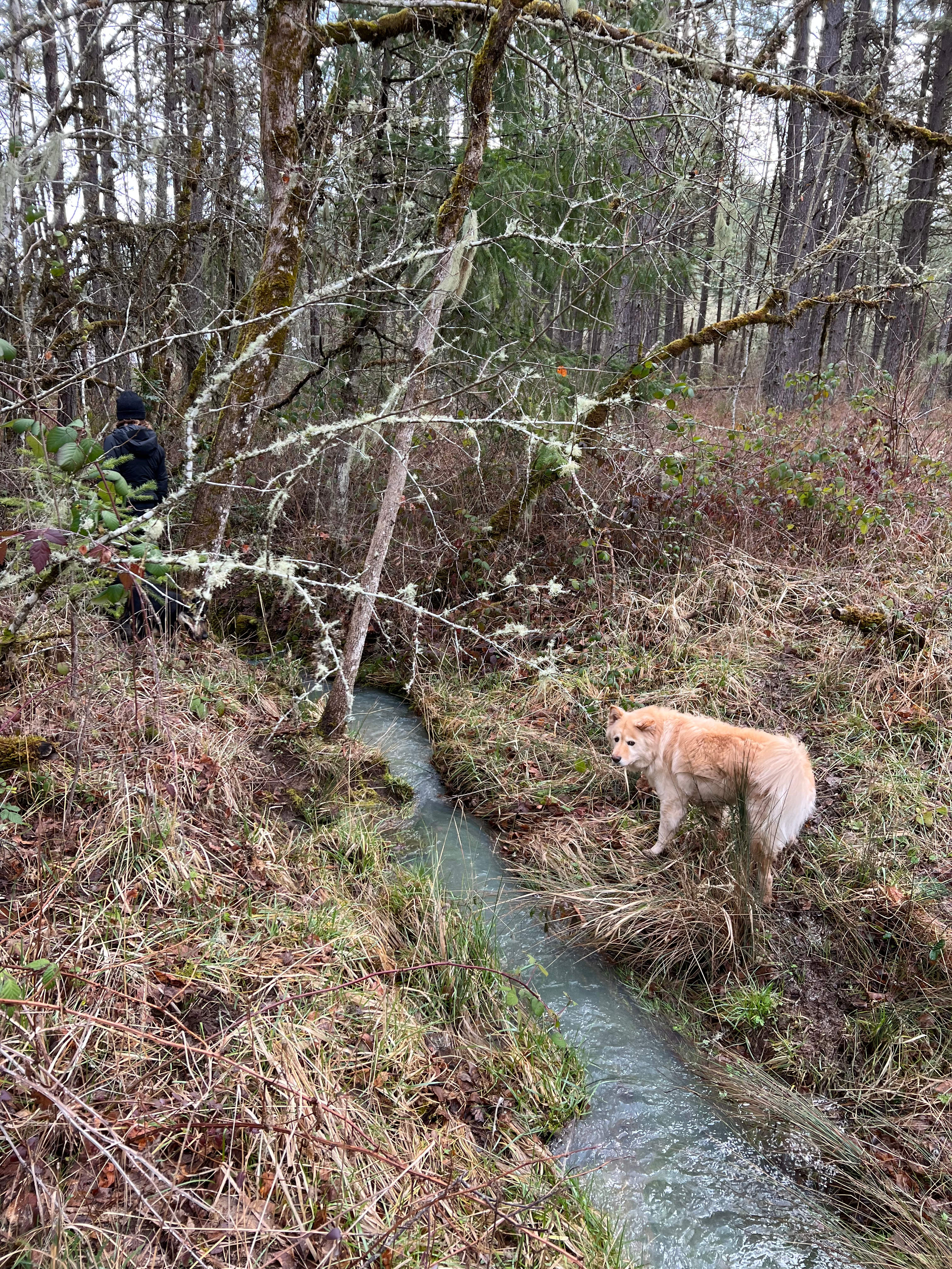 Dog Fir Farms