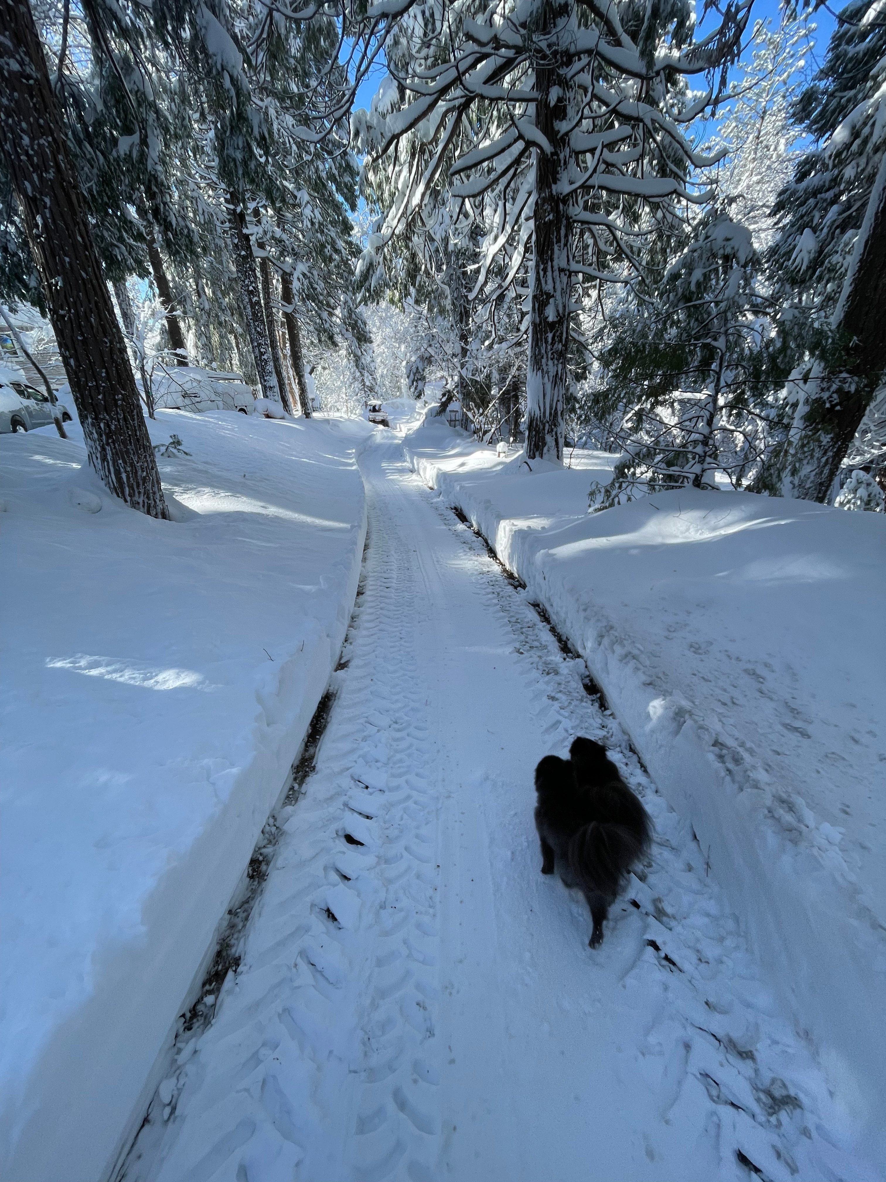 Gold Ridge Forest