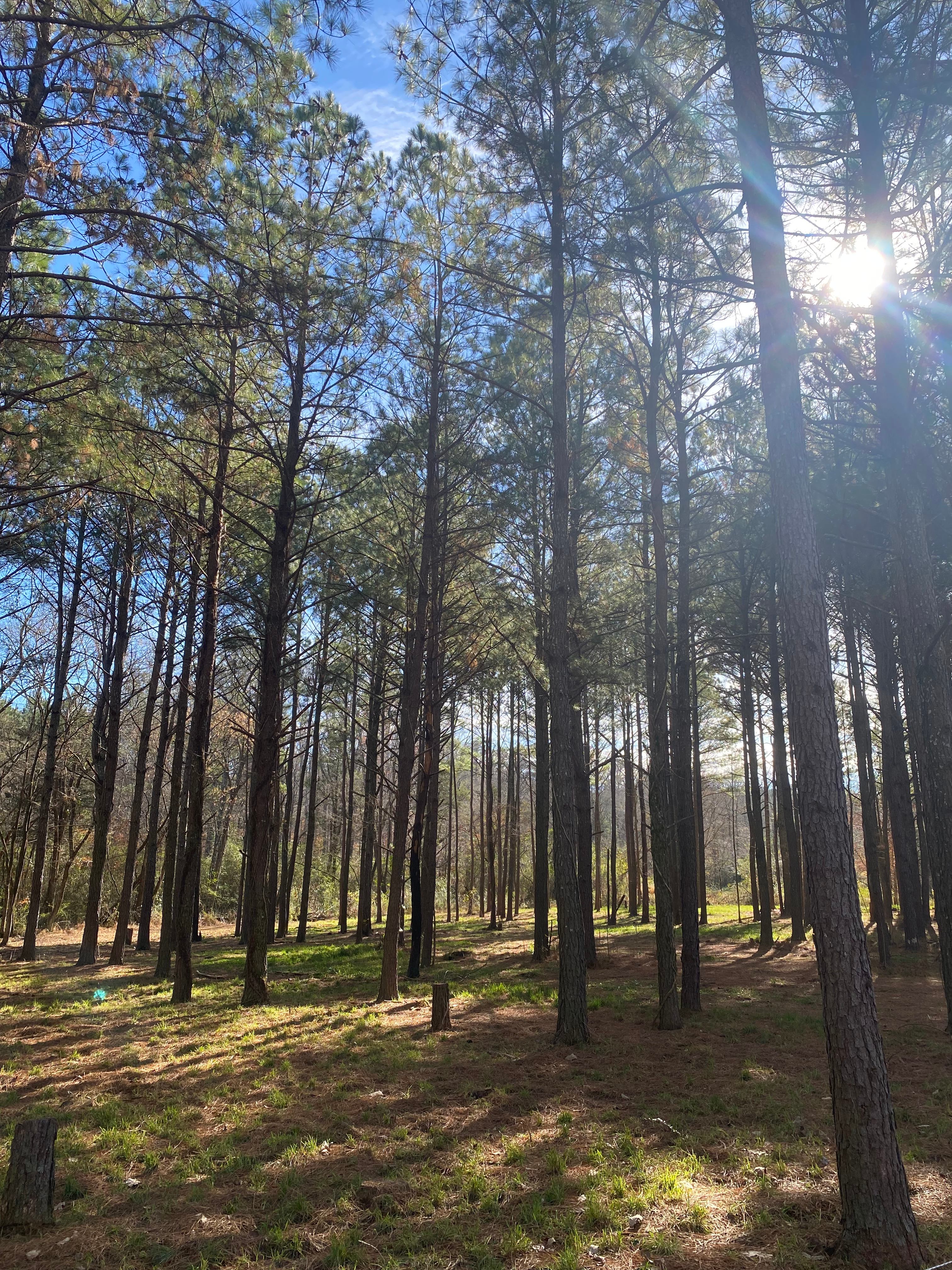 Our beautiful forest