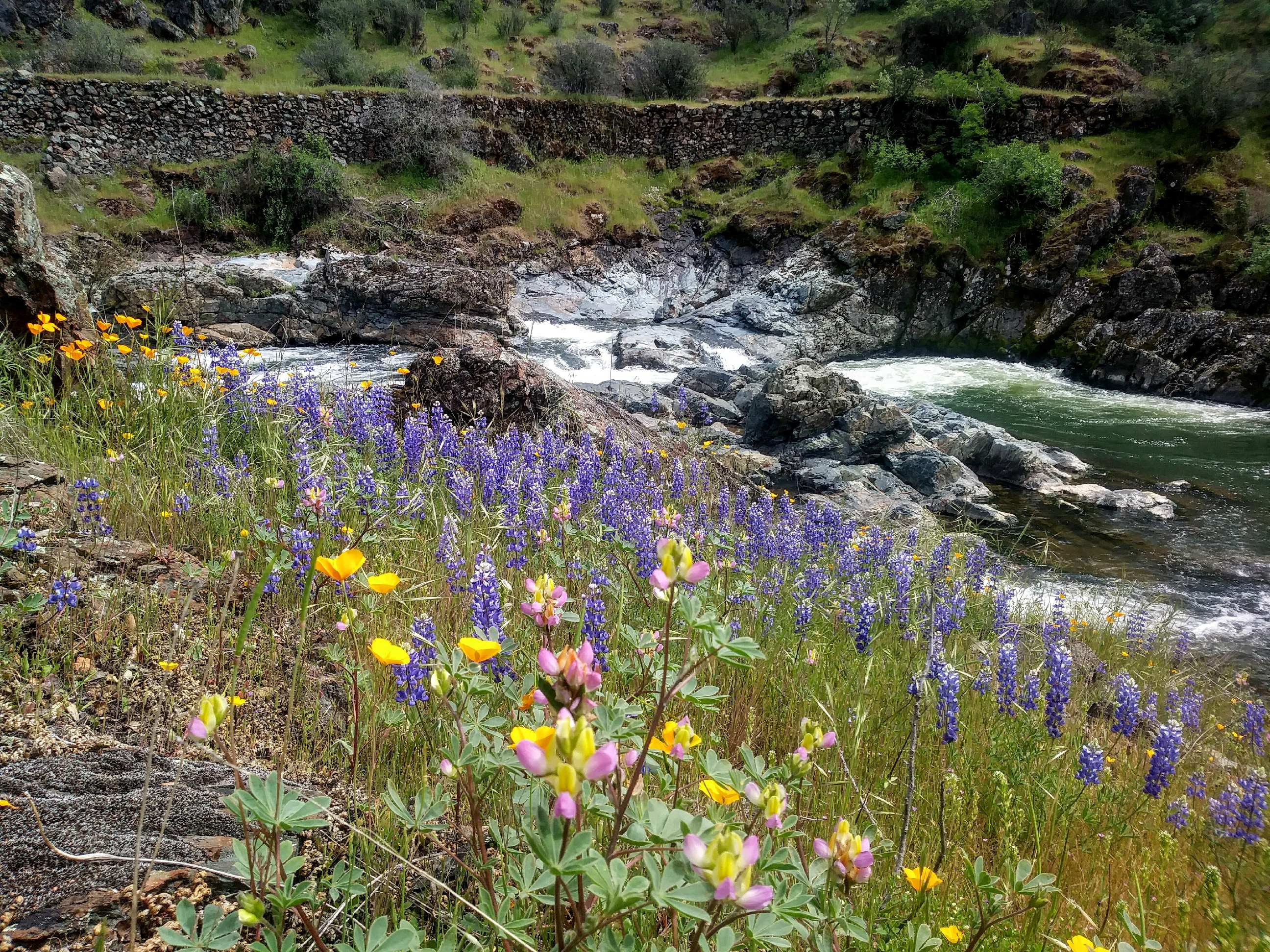 Spring wildflower bloom at the largest pool on the creek. 
