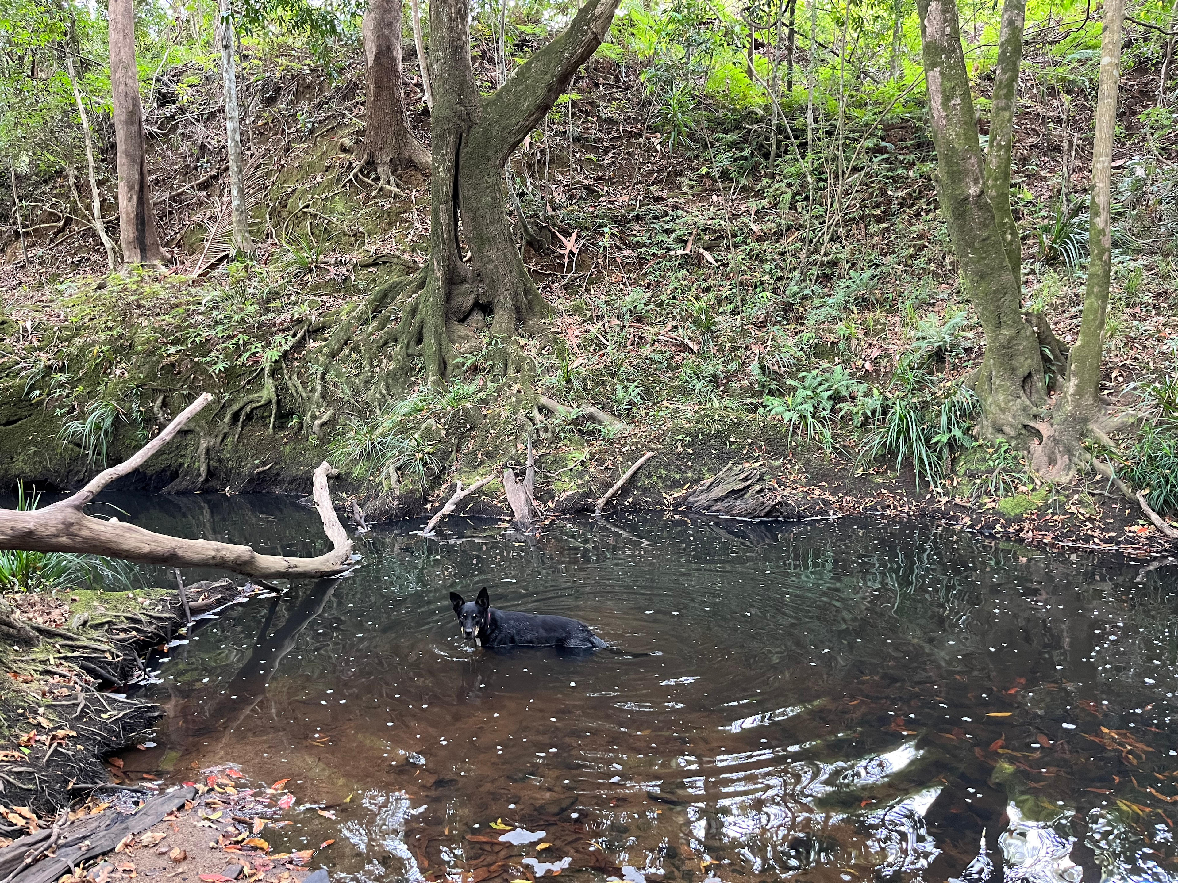Our farm dog "Inja" cooling in the creek