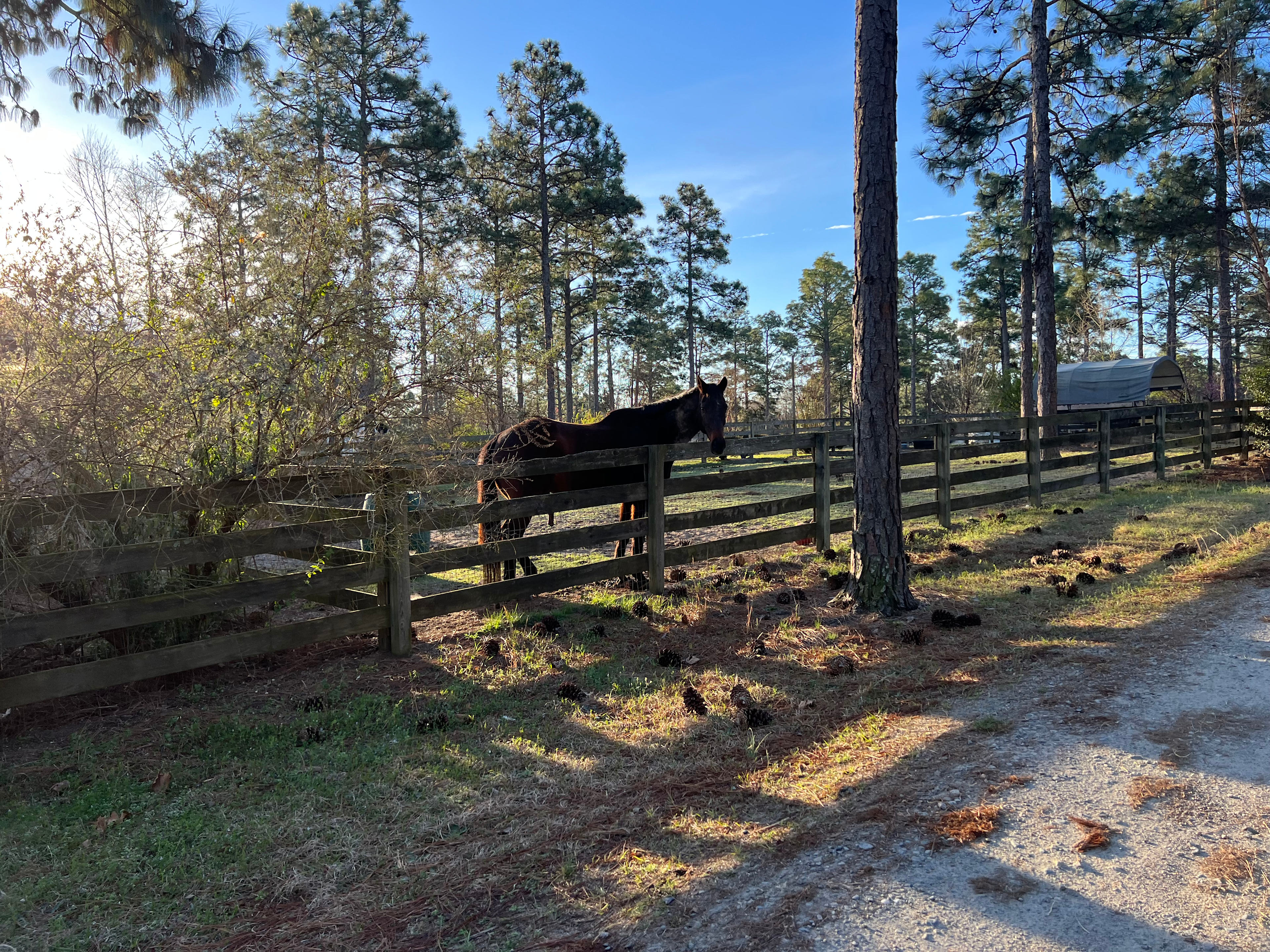 Hummingbird Hill at Clever Covert