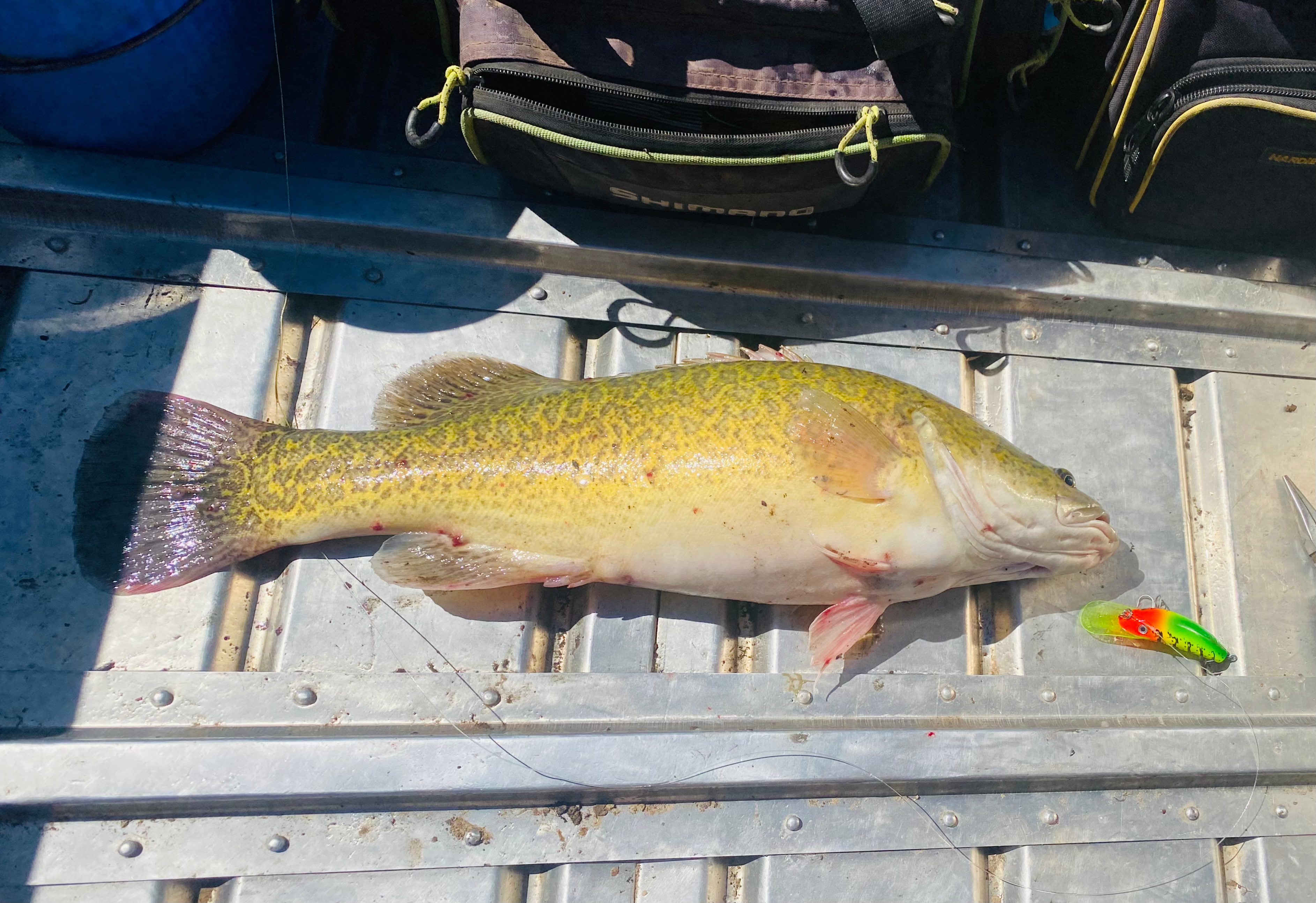 60cm Murray cod