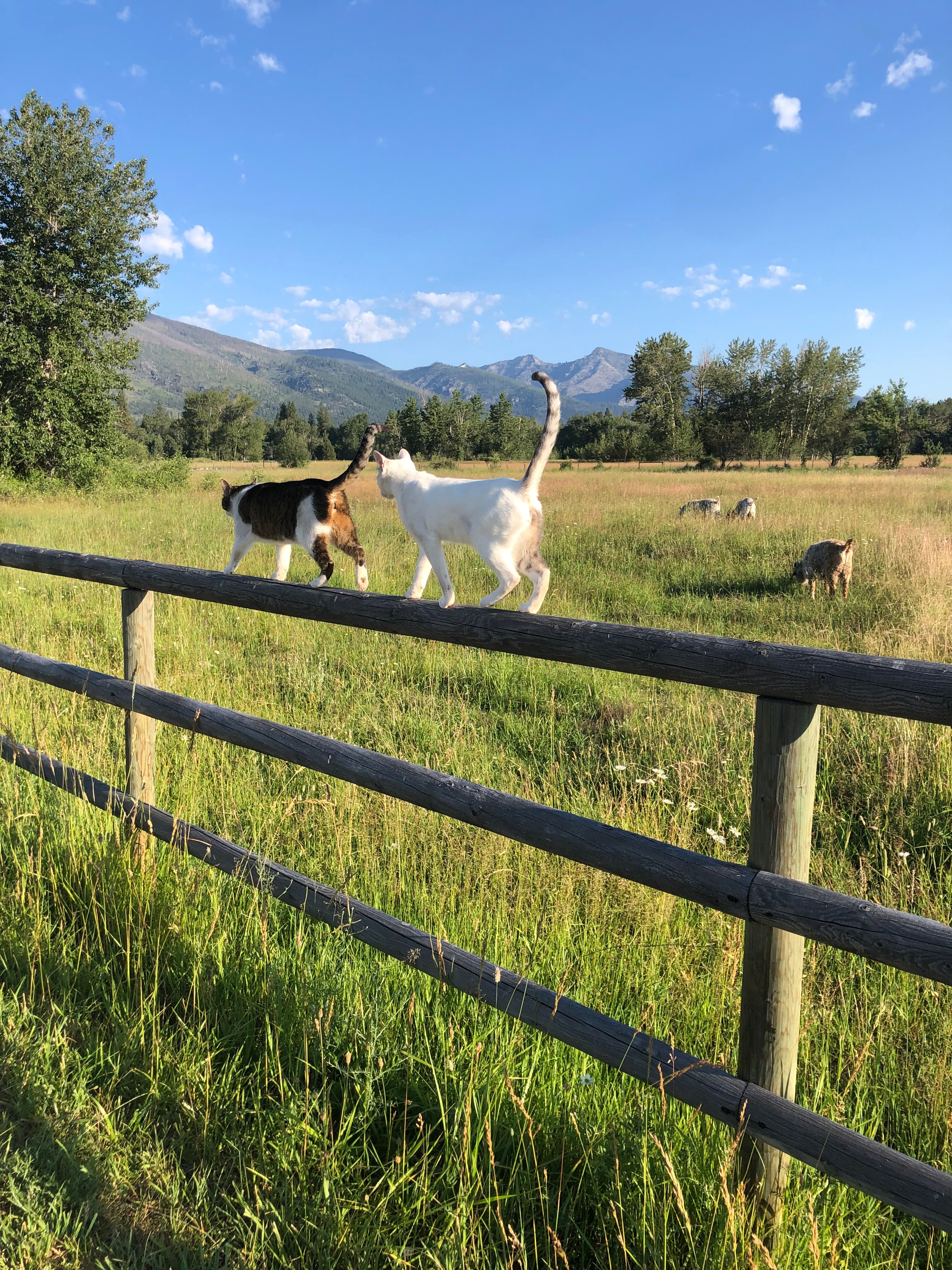 Two of three barn kitties