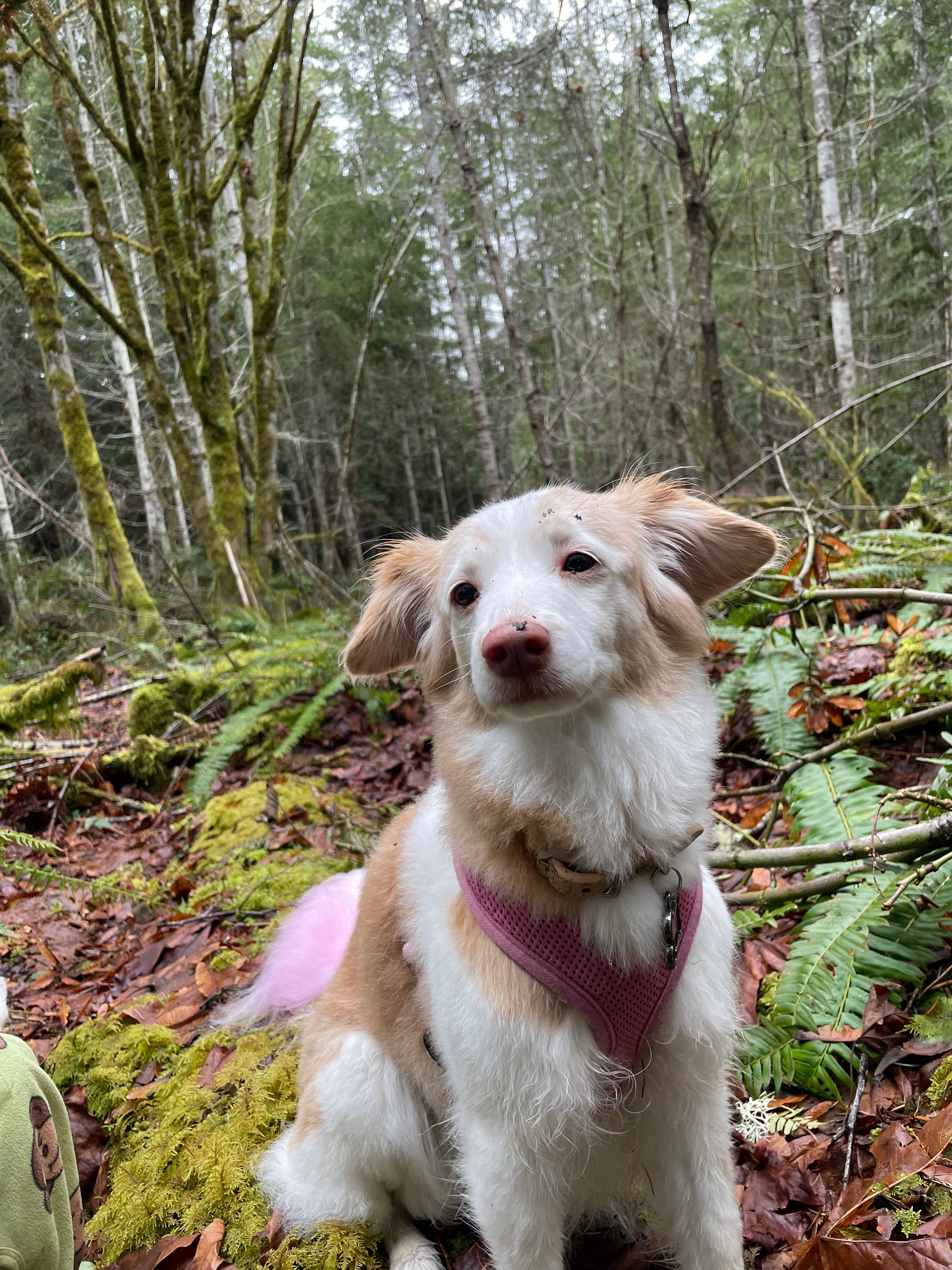 Medley Woods - Great for Groups!