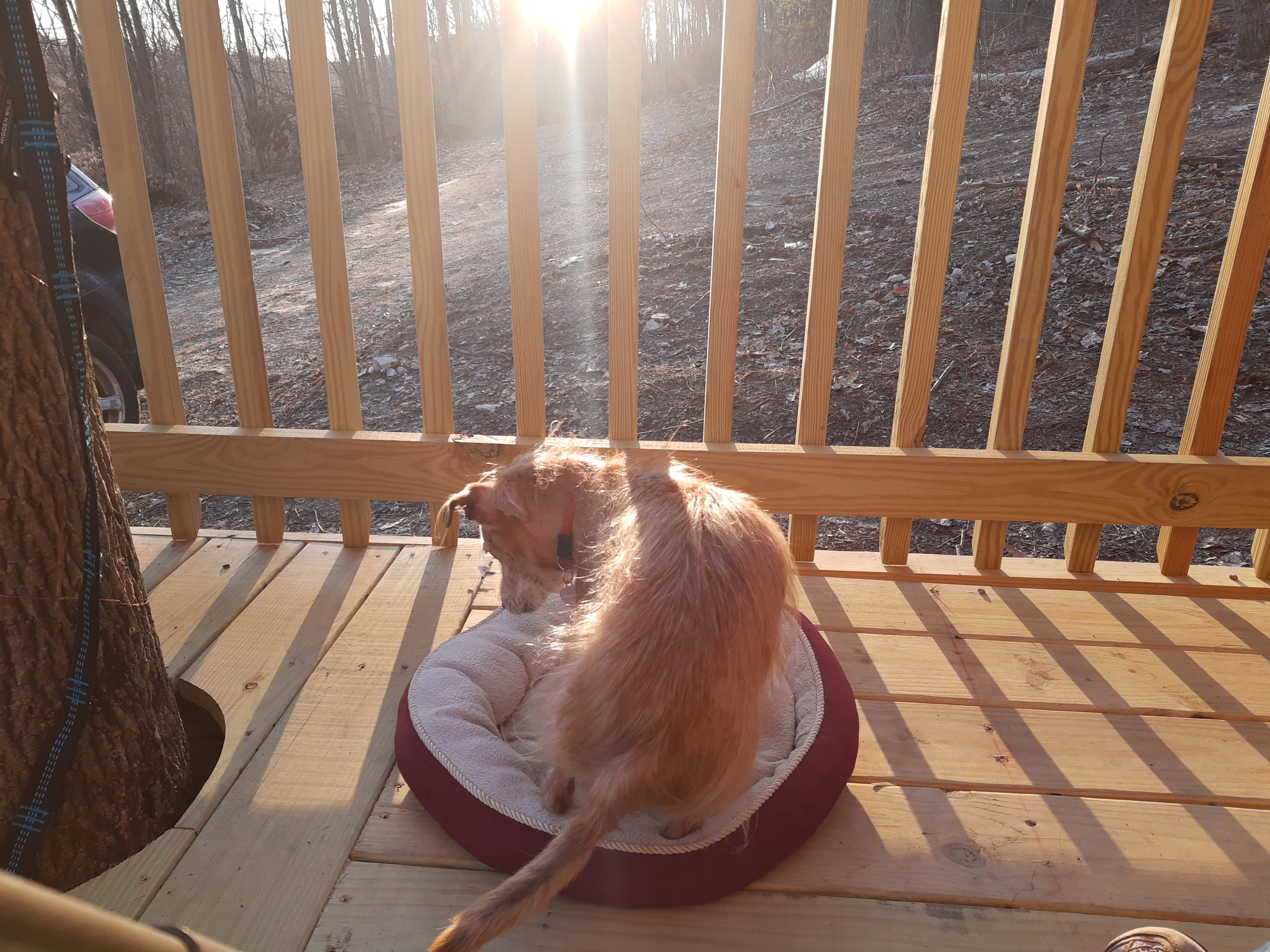 The Green Tree Grove