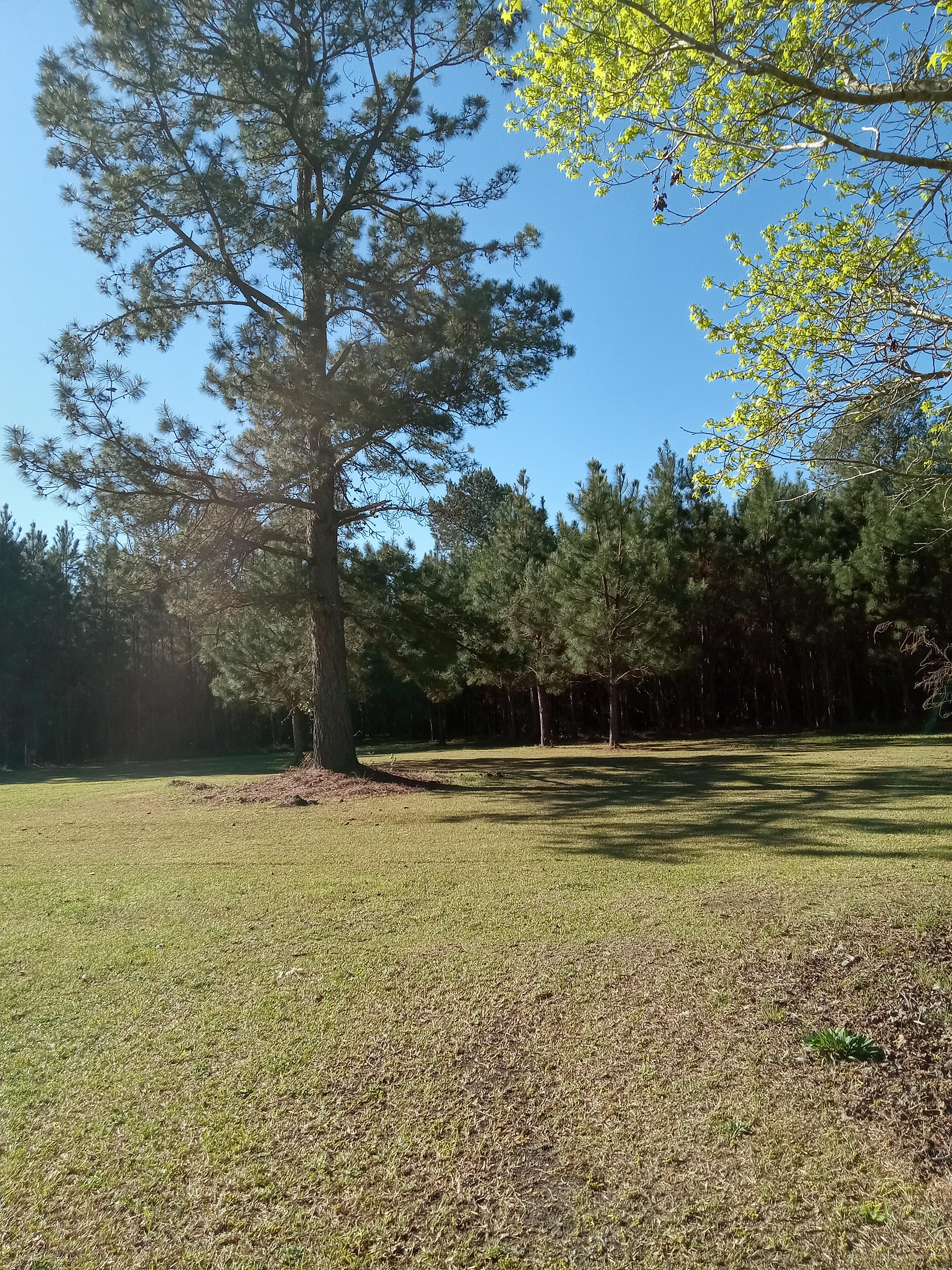 Rustic Natural Campsite