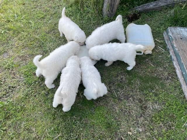 Callemondah Farm/Bush Stay