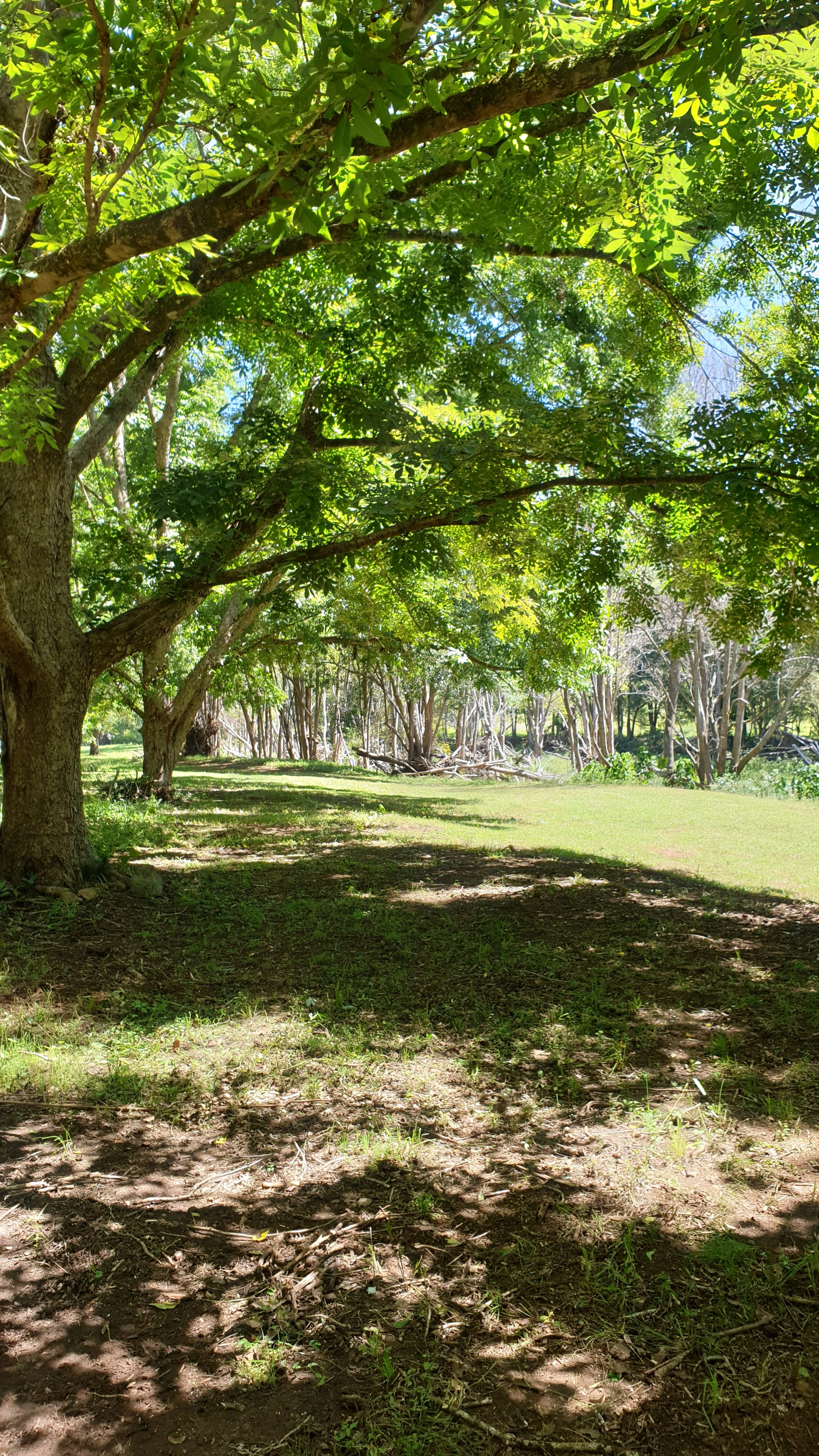 Eagles Nest Hideaway, Pecan Fields