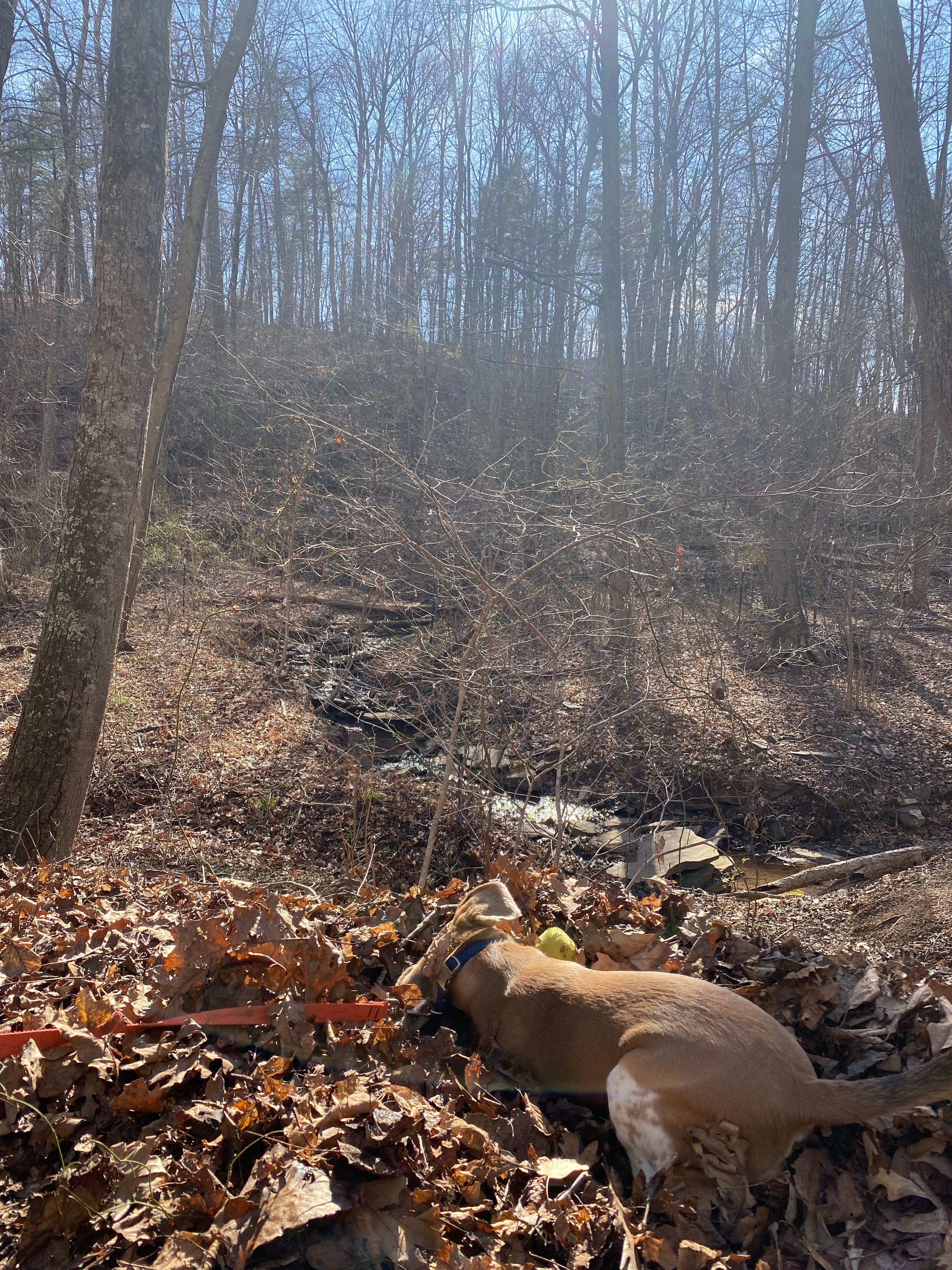 Bear Creek Clothing Optional Camp