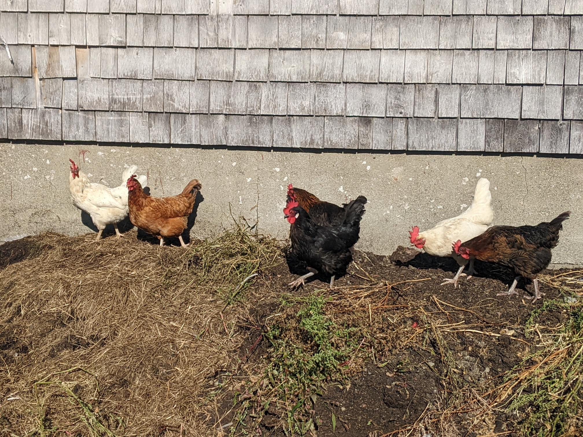 A part of the flock