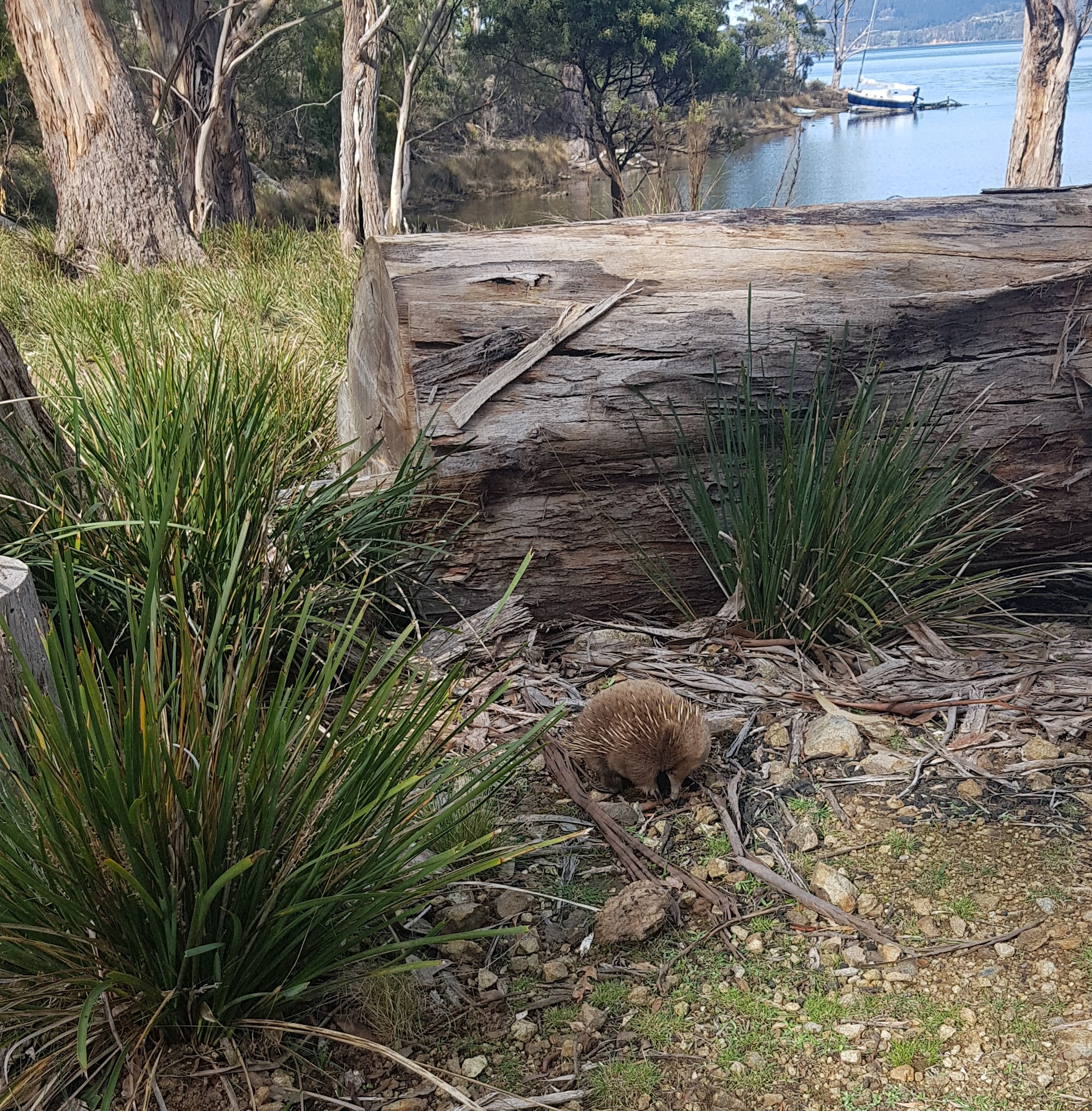 Heron Cove, Bruny Island